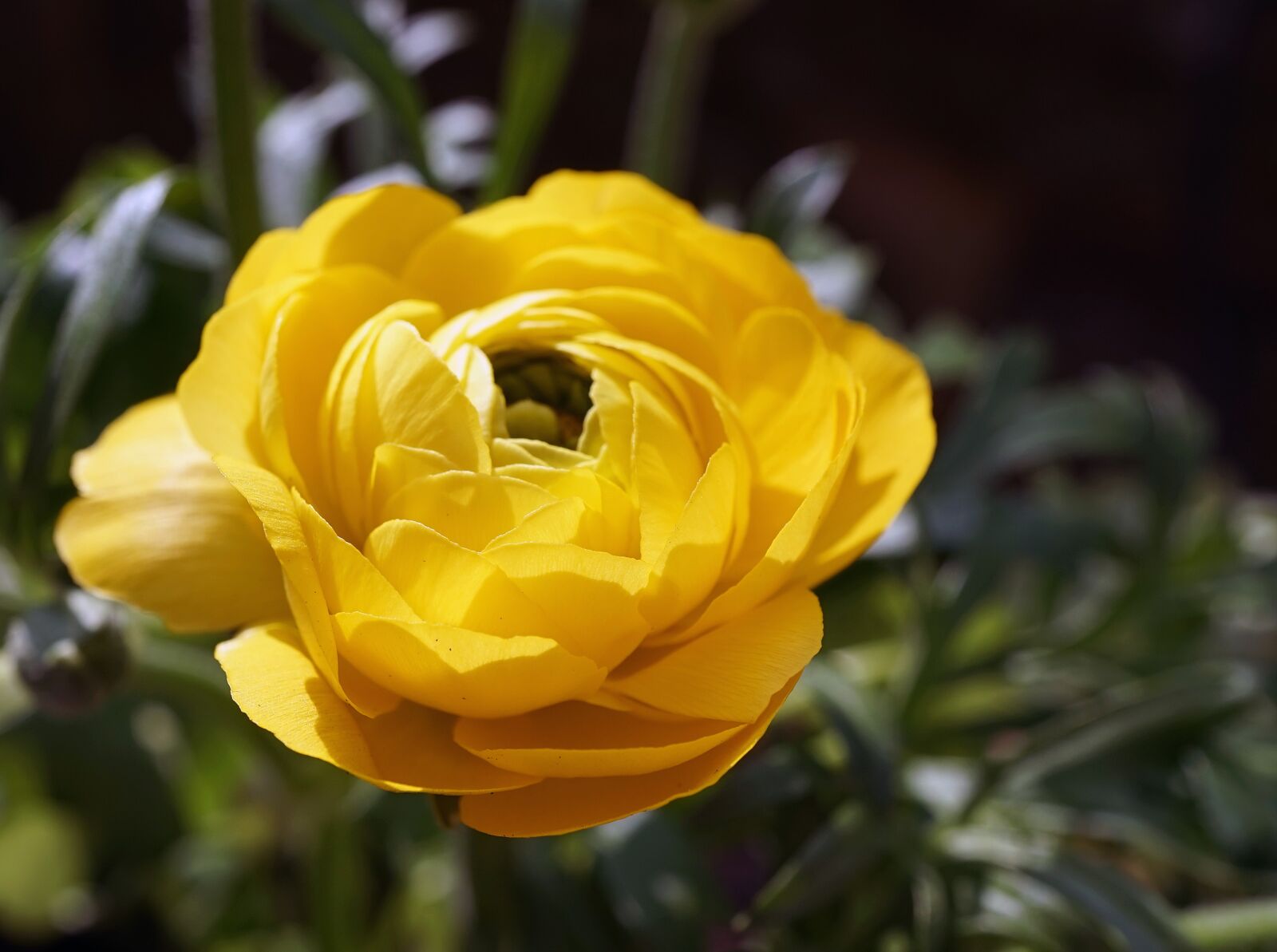 Sony E 30mm F3.5 Macro sample photo. Globe flower, spring flower photography