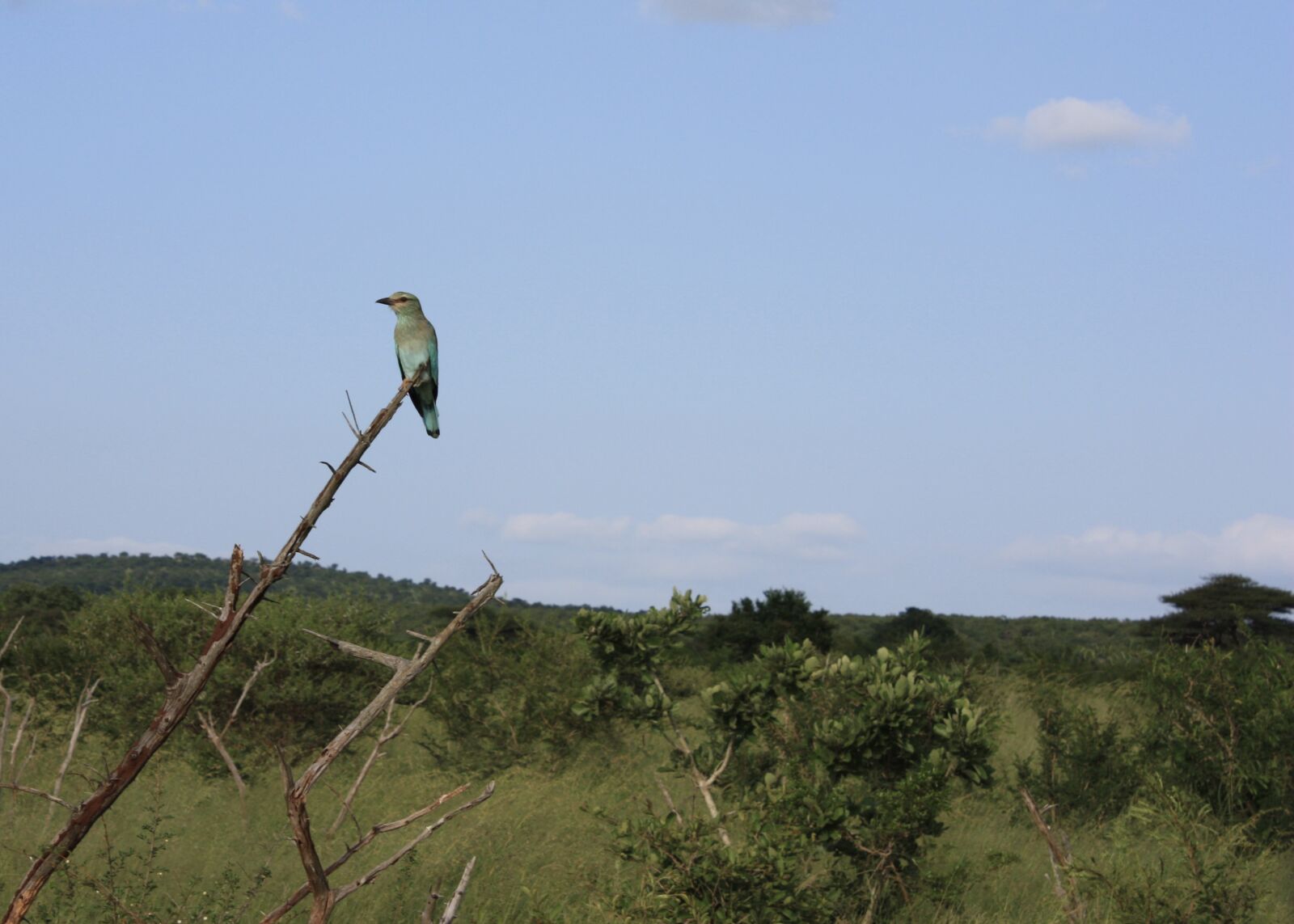 Canon EOS 450D (EOS Rebel XSi / EOS Kiss X2) sample photo. Bird, africa, kenya photography