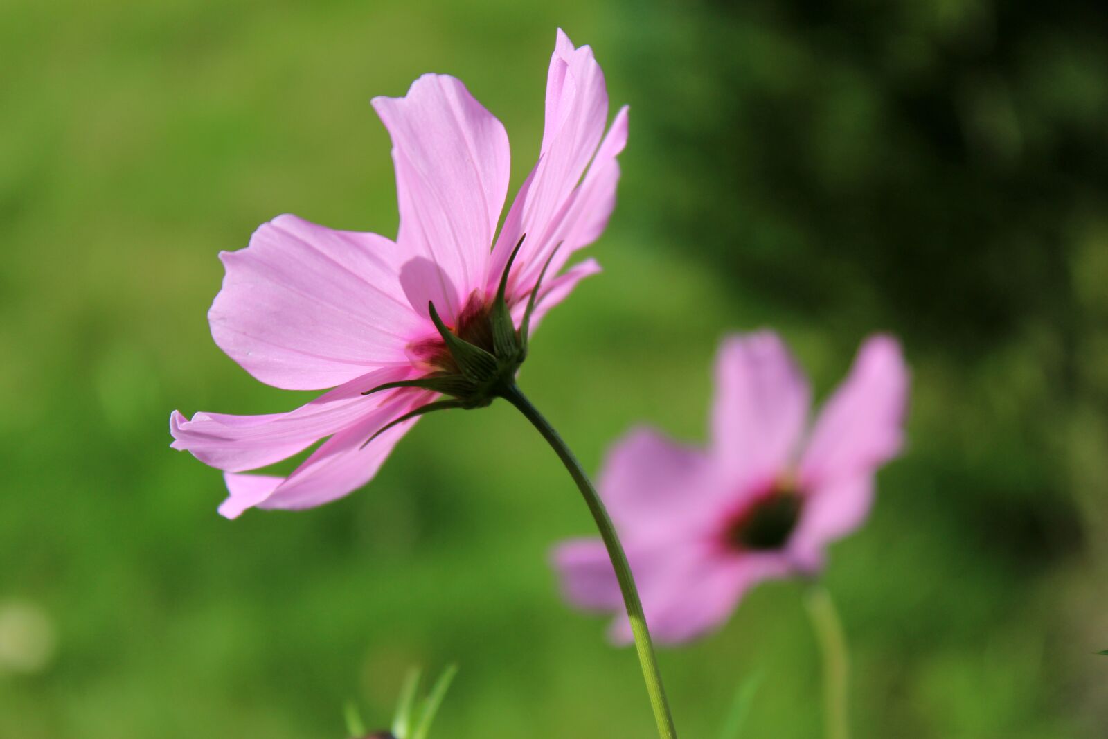 Canon EOS 1300D (EOS Rebel T6 / EOS Kiss X80) sample photo. Pink flower, flowers, pink photography