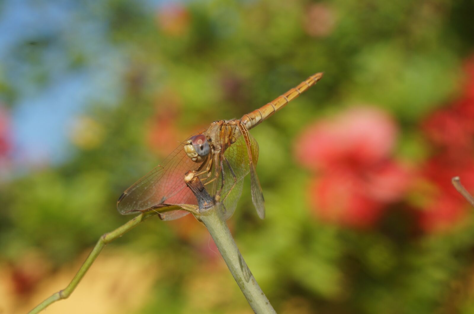 Sony Alpha NEX-5T sample photo. Dragonfly, nature, macro photography