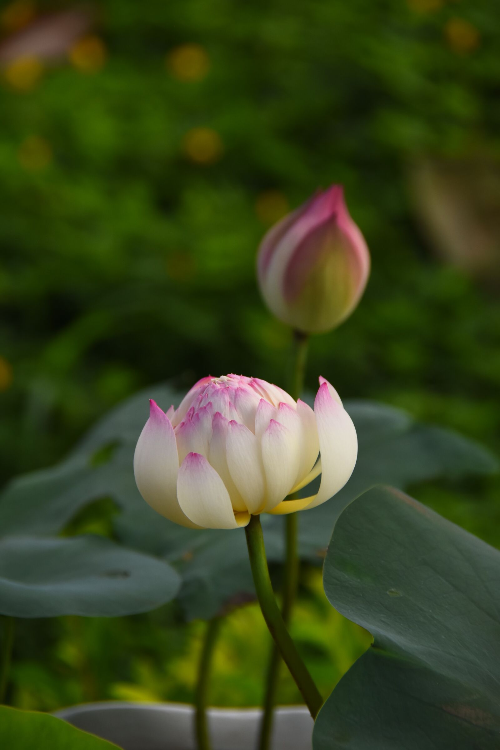 Nikon D7200 sample photo. Pink lotus, green leaf photography