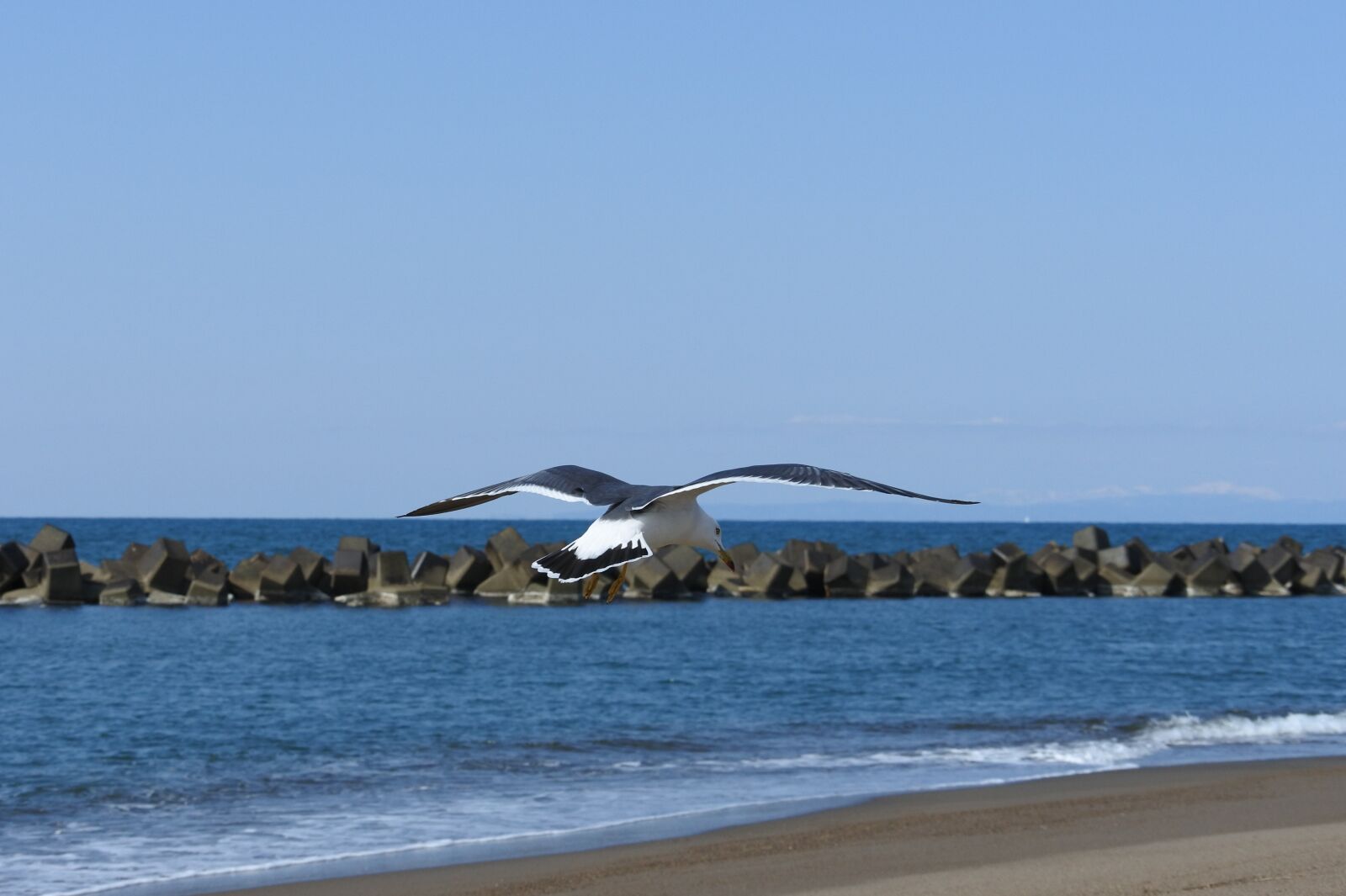 Nikon 1 Nikkor VR 30-110mm F3.8-5.6 sample photo. Animal, sea, beach photography