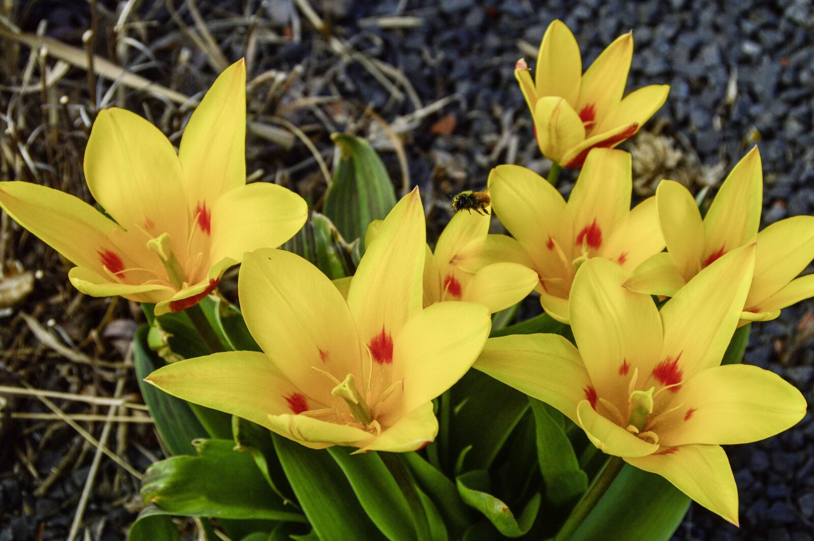 Nikon D3200 sample photo. Flower, nature, plant photography