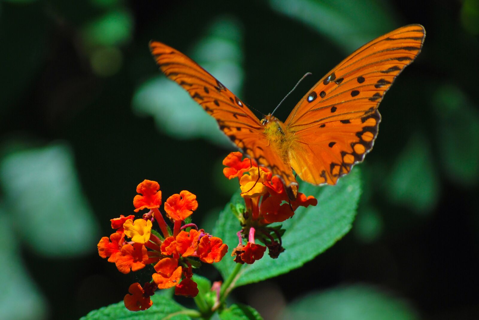 Nikon D60 sample photo. Rhopalocera, nature, insect photography