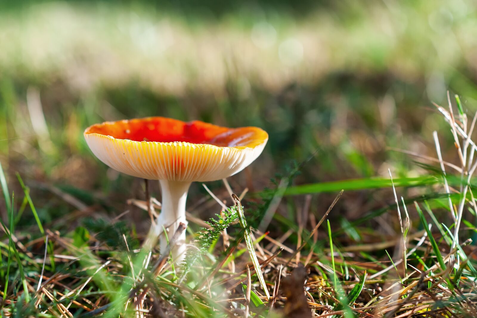 Nikon D300S sample photo. Forest, autumn, mushroom photography