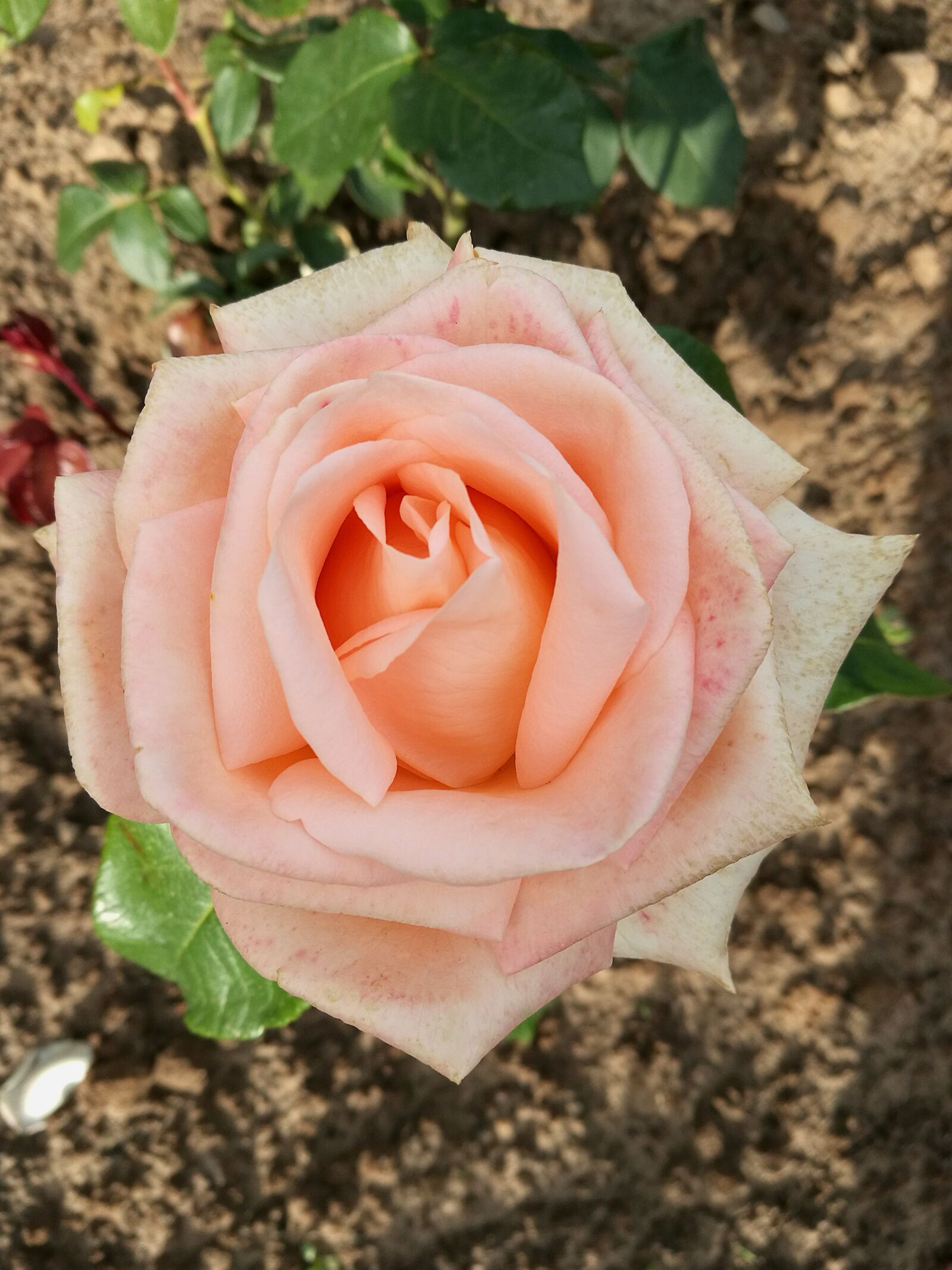 HUAWEI P9 sample photo. Rose, pink rose, petals photography