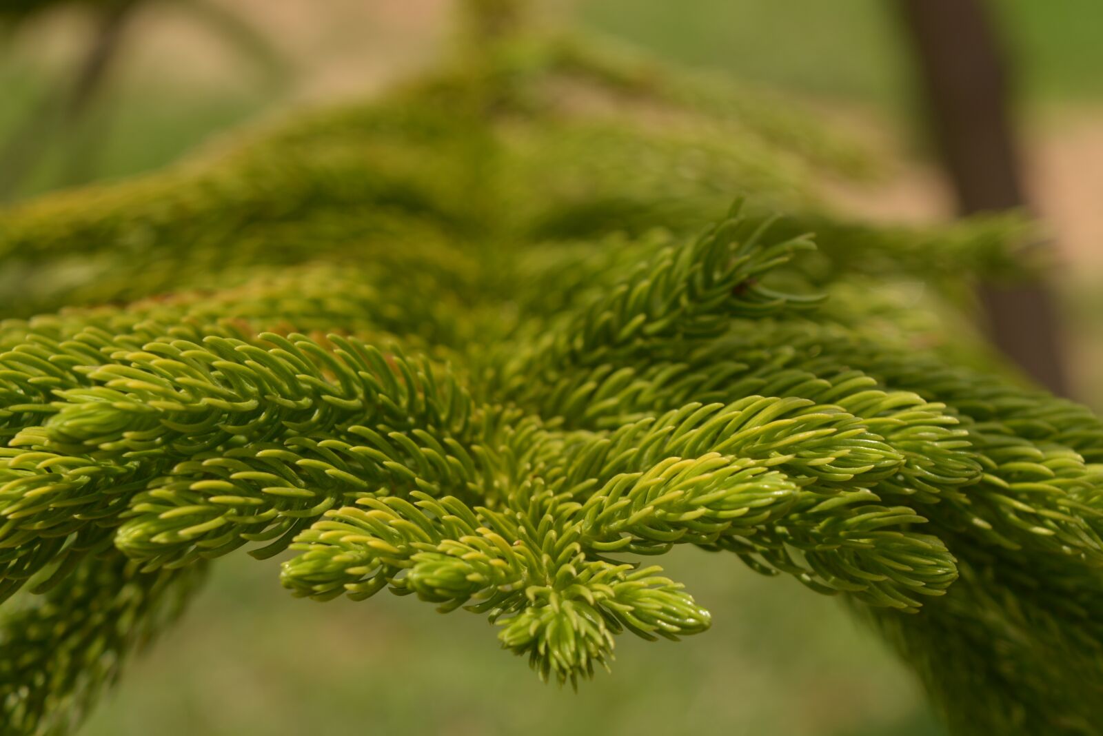 Nikon D5200 sample photo. Araucaria columnarispine, branches, prickly photography