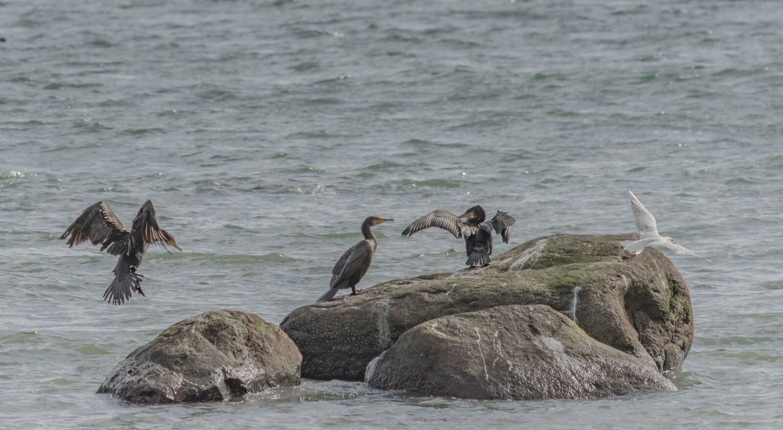 Nikon D500 sample photo. Waters, sea, animal world photography