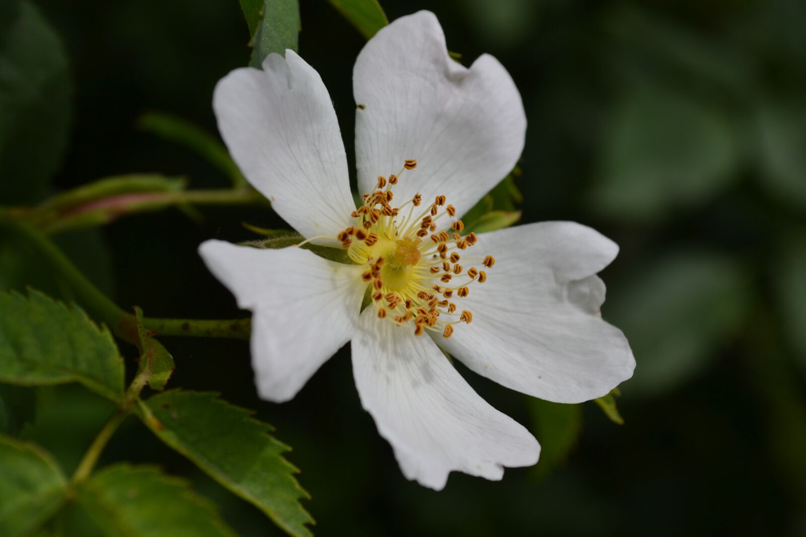 Nikon D3100 sample photo. Wild rose, wild flowers photography