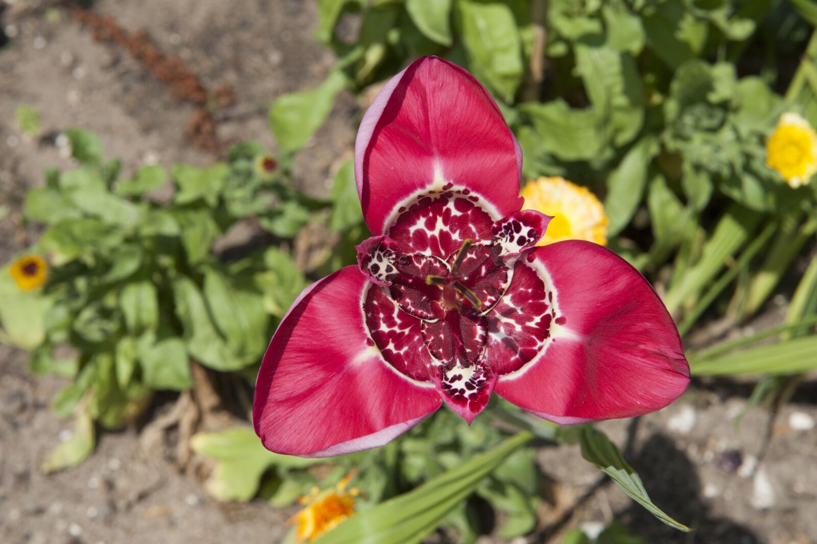 Nikon D3 sample photo. Tiger flower, blossom, bloom photography