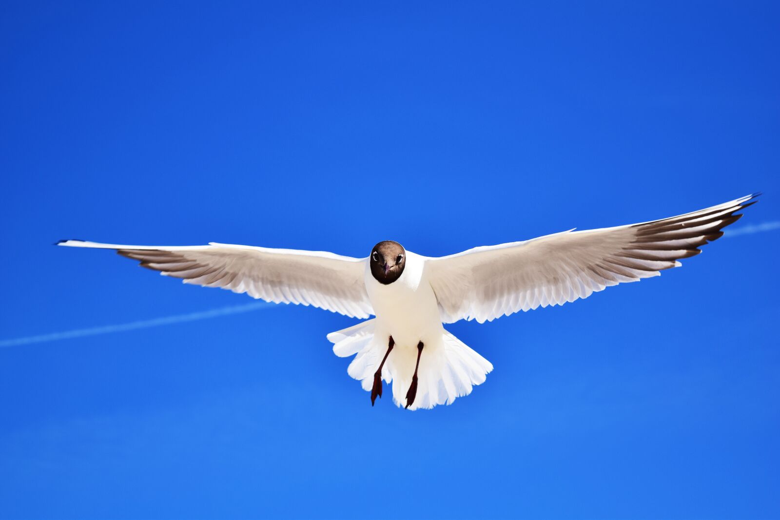 Nikon D5300 sample photo. Seagull, bird, glide photography