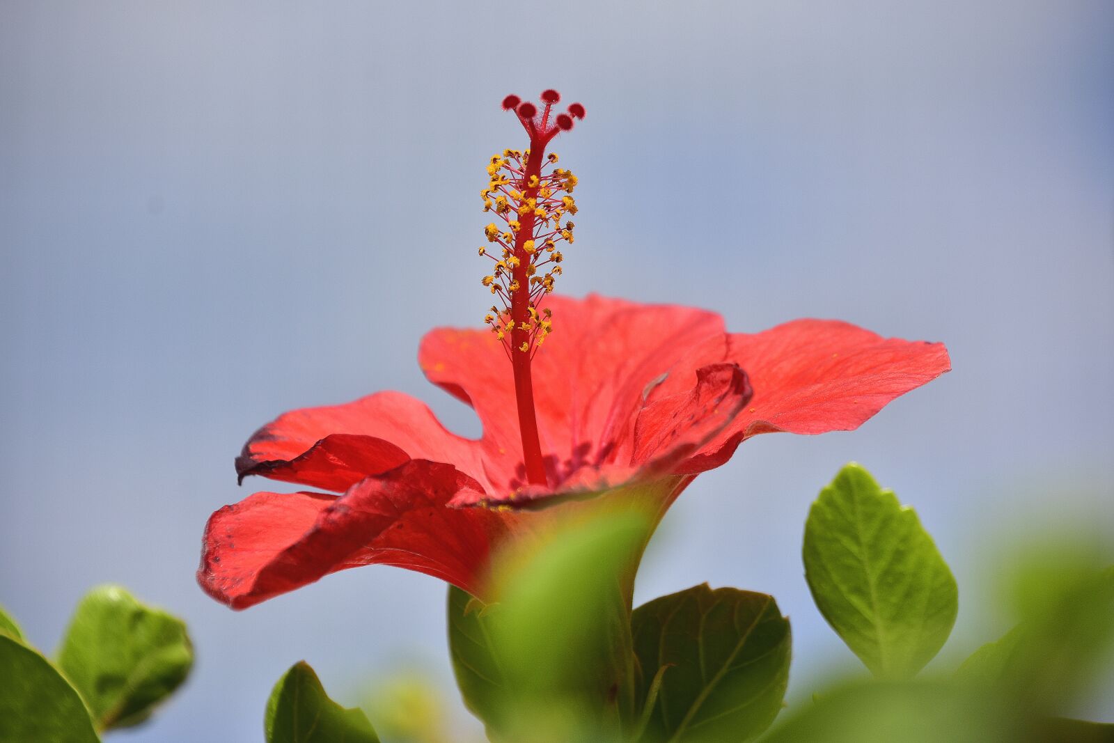 Nikon D7200 sample photo. Flower, garden, flowers photography