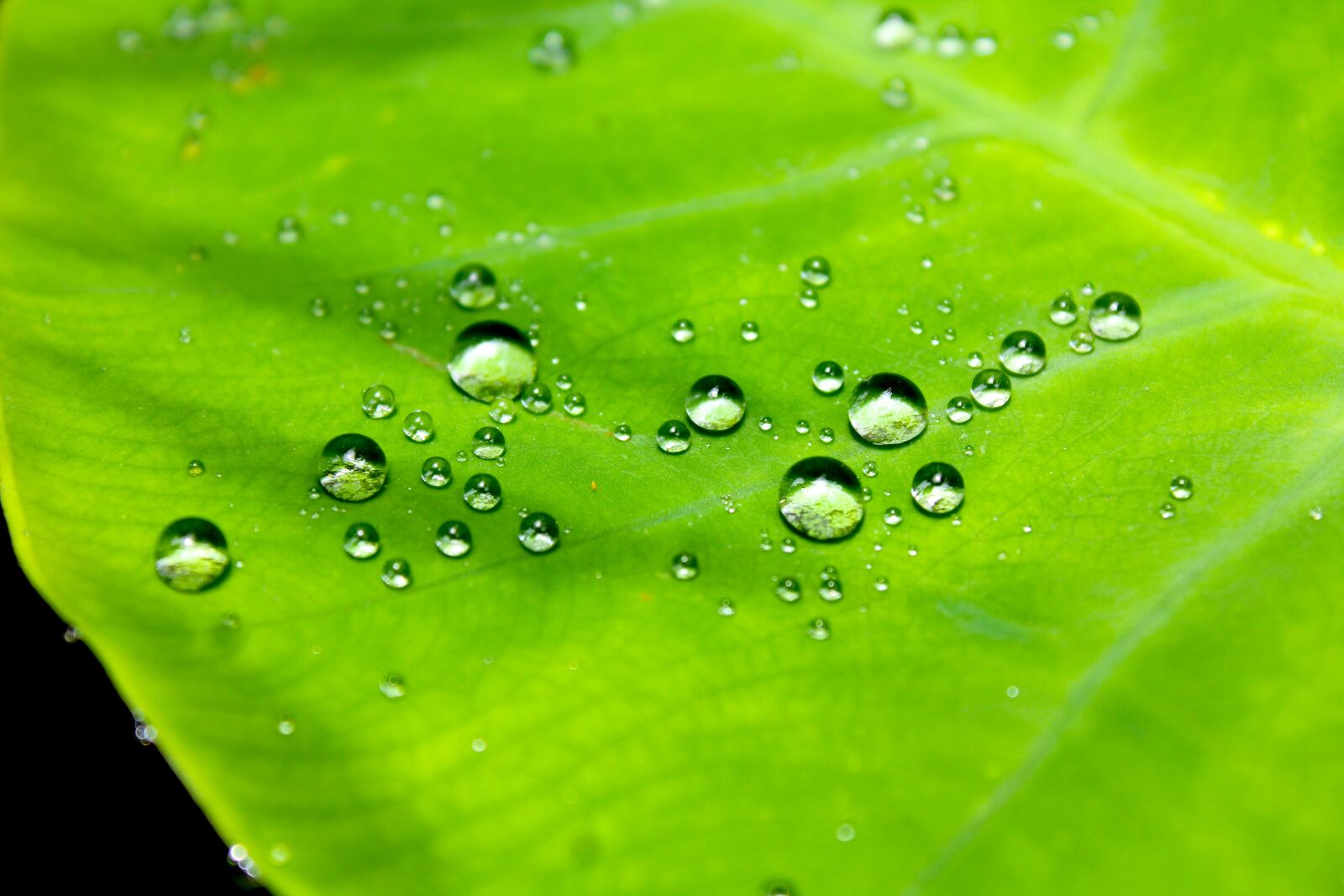 Canon EOS 550D (EOS Rebel T2i / EOS Kiss X4) sample photo. Droplets, water, leaf photography