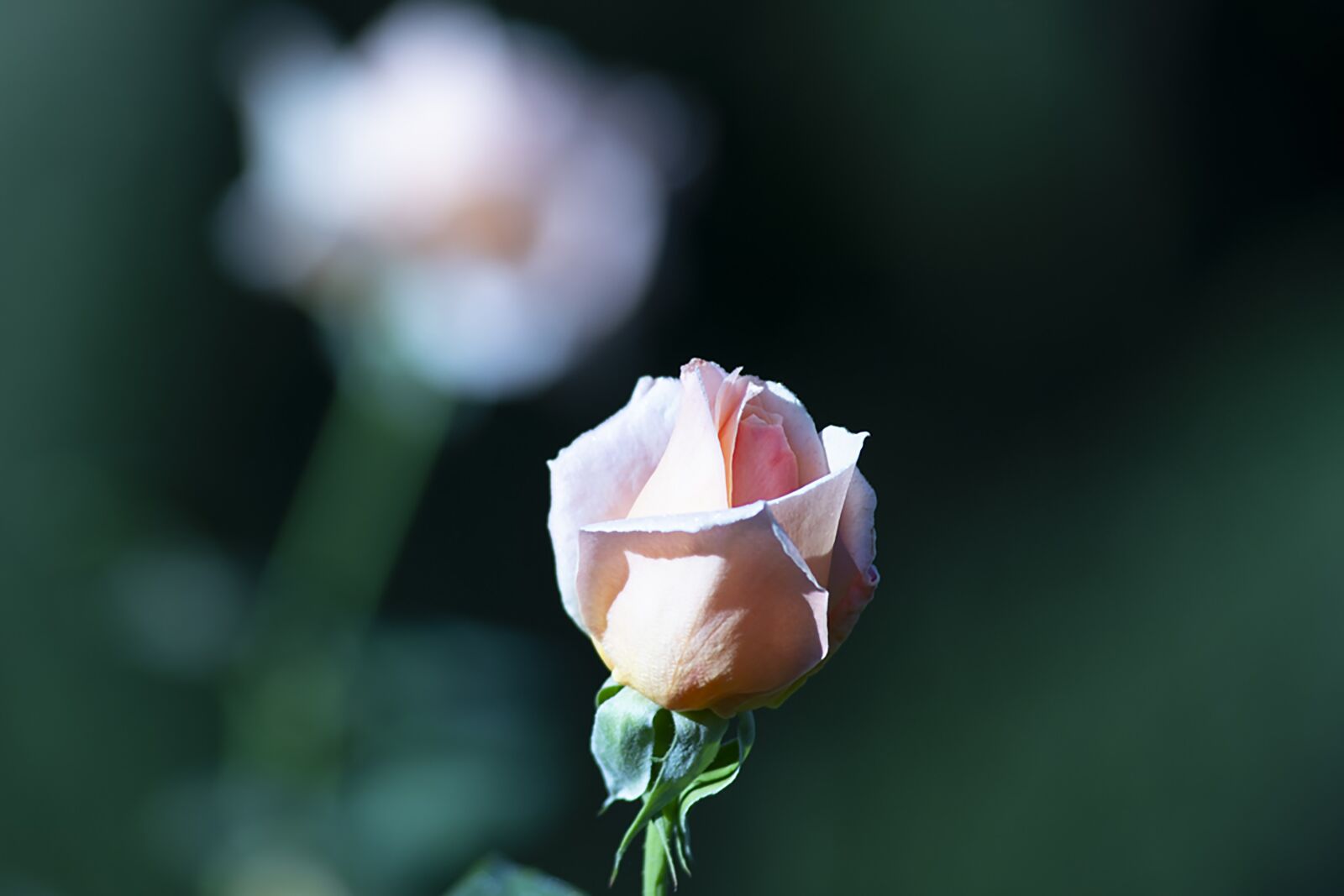 Nikon D7500 sample photo. Rose, bud, flower photography