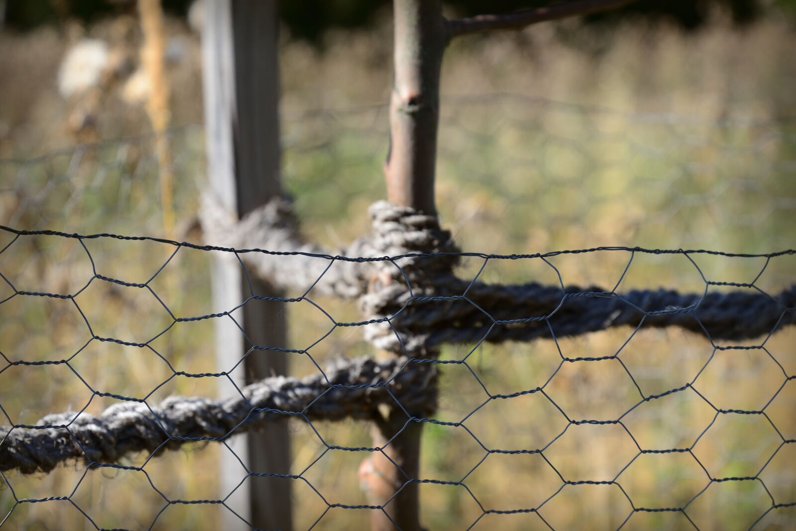 Nikon D610 sample photo. Fence, wire mesh, barrier photography