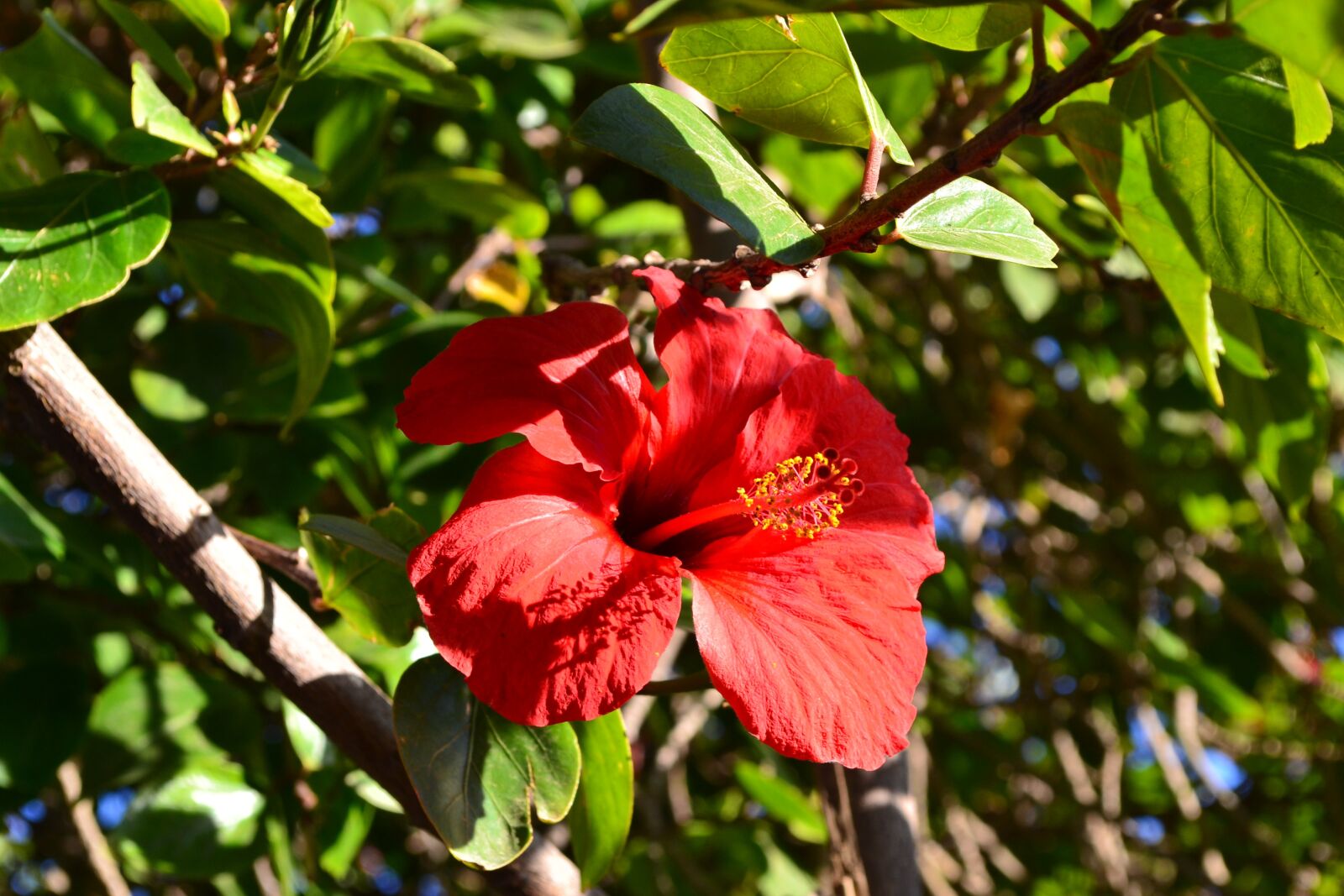 Nikon D3100 sample photo. Flower, red, morocco photography