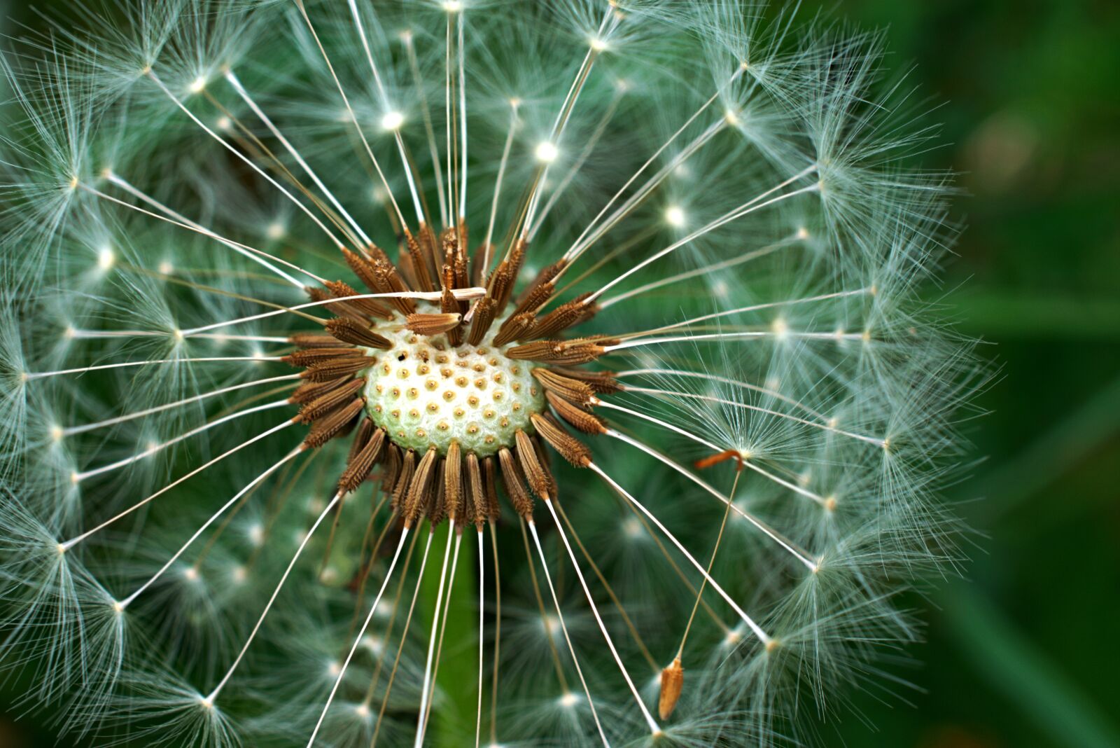 Nikon D3400 sample photo. Dandelion, seed, seeds photography