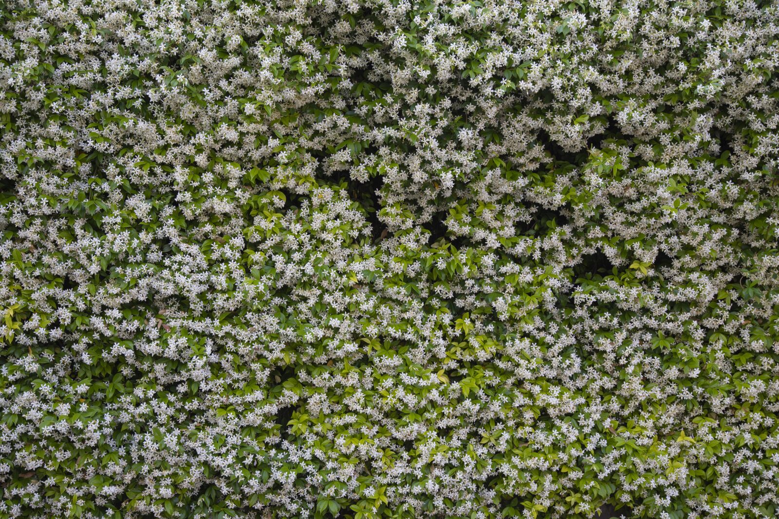 Canon EOS 5D Mark IV sample photo. Flower, plant, texture photography