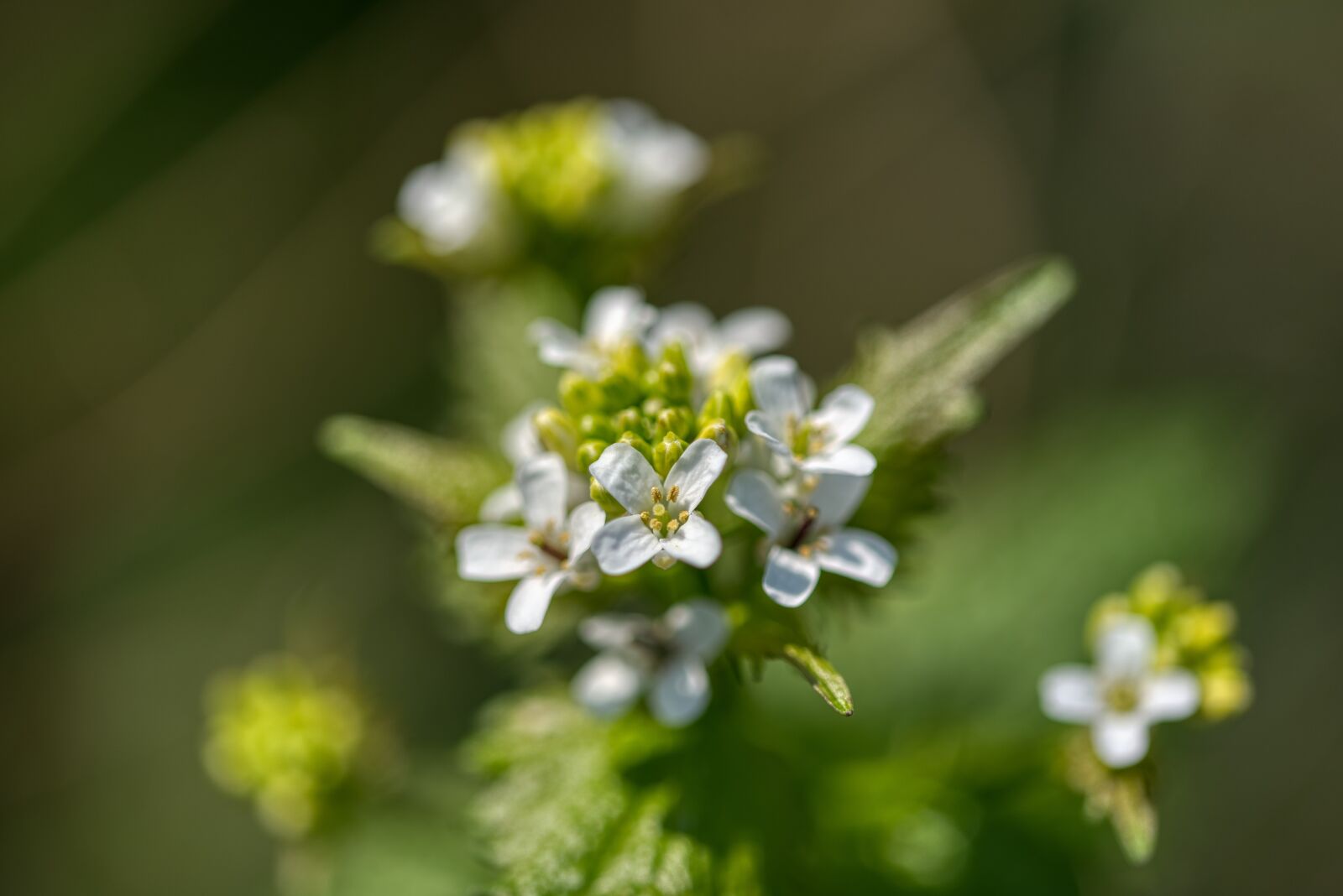 Nikon D750 sample photo. Urtica, stinging nettle, nettle photography