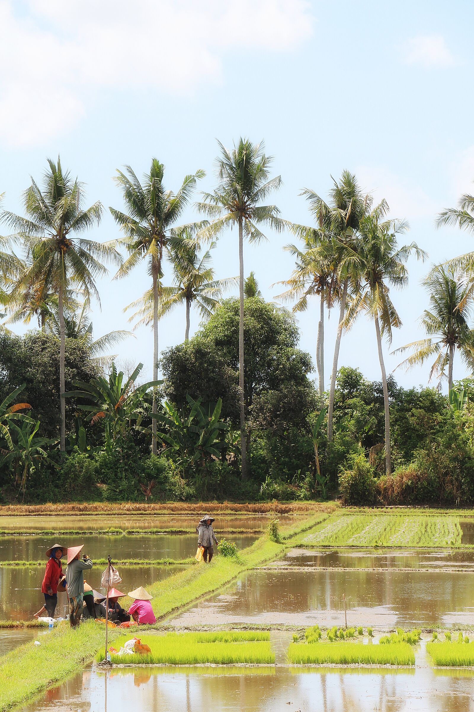 Canon EOS 700D (EOS Rebel T5i / EOS Kiss X7i) sample photo. Bali, landscape, rice field photography