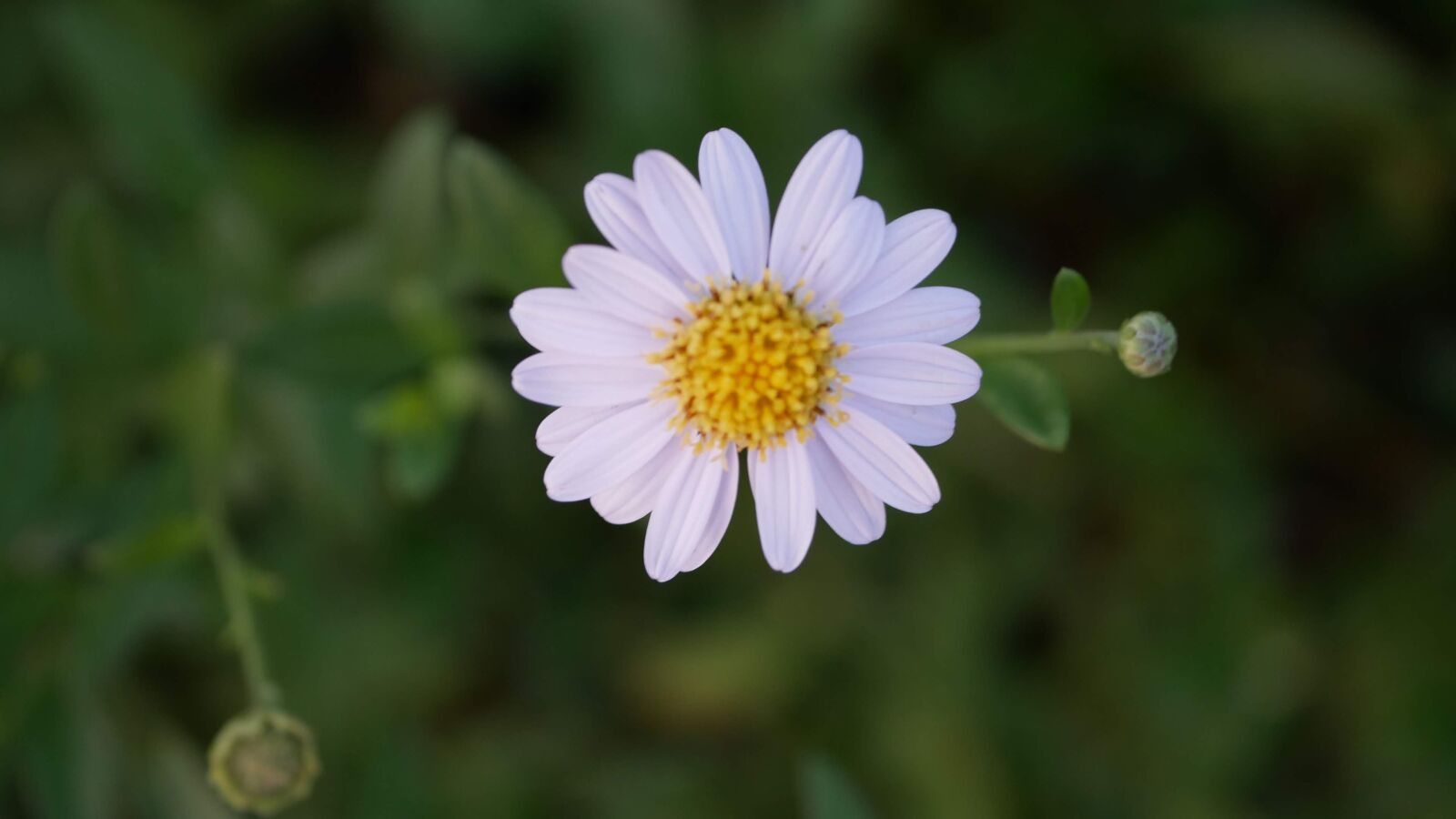 Panasonic Lumix DC-GX850 (Lumix DC-GX800 / Lumix DC-GF9) sample photo. Flower, white, bloom photography