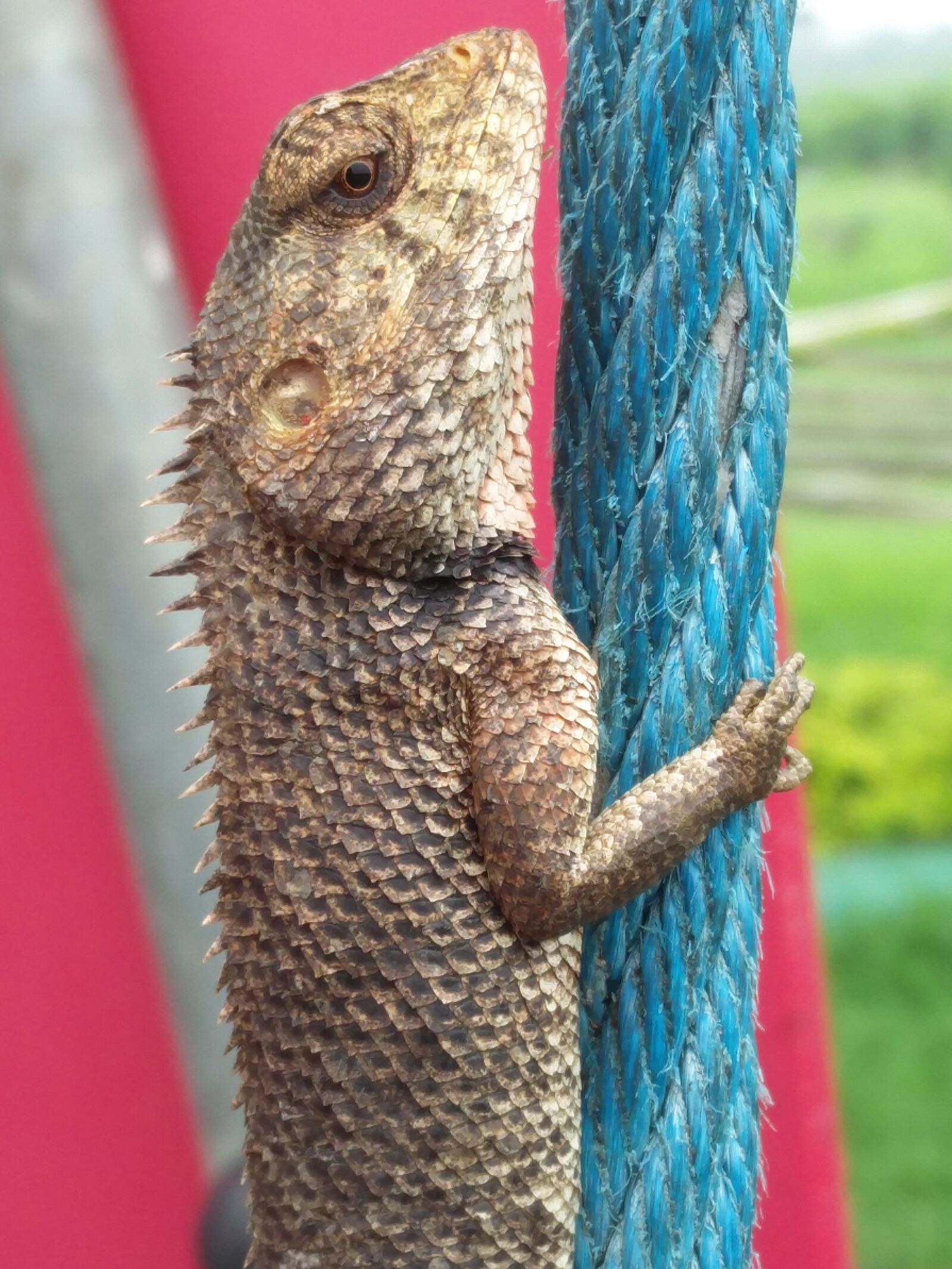 OnePlus 2 sample photo. Animal, nature, color photography