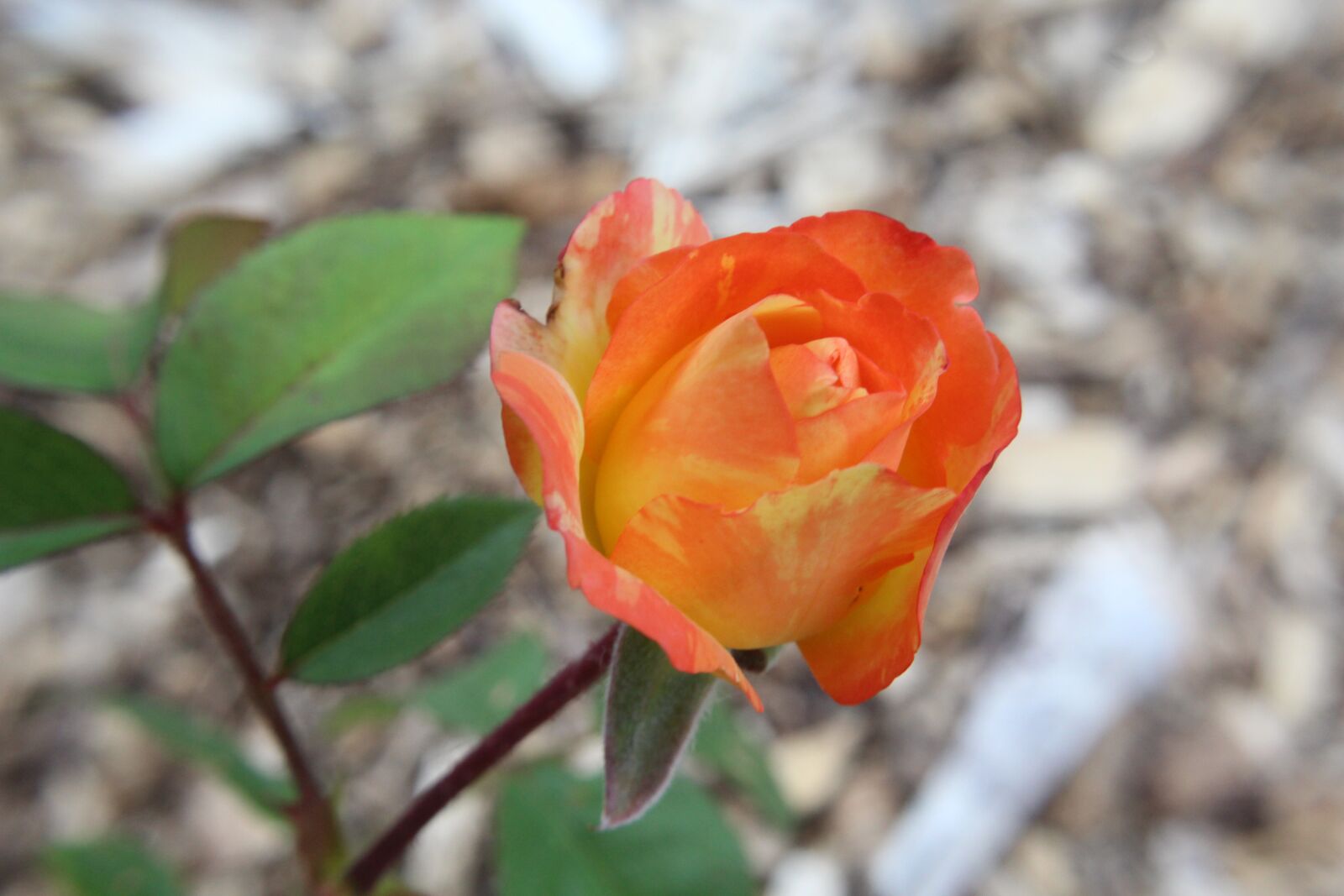 Canon EOS 1300D (EOS Rebel T6 / EOS Kiss X80) sample photo. Rose, flower, bloom photography