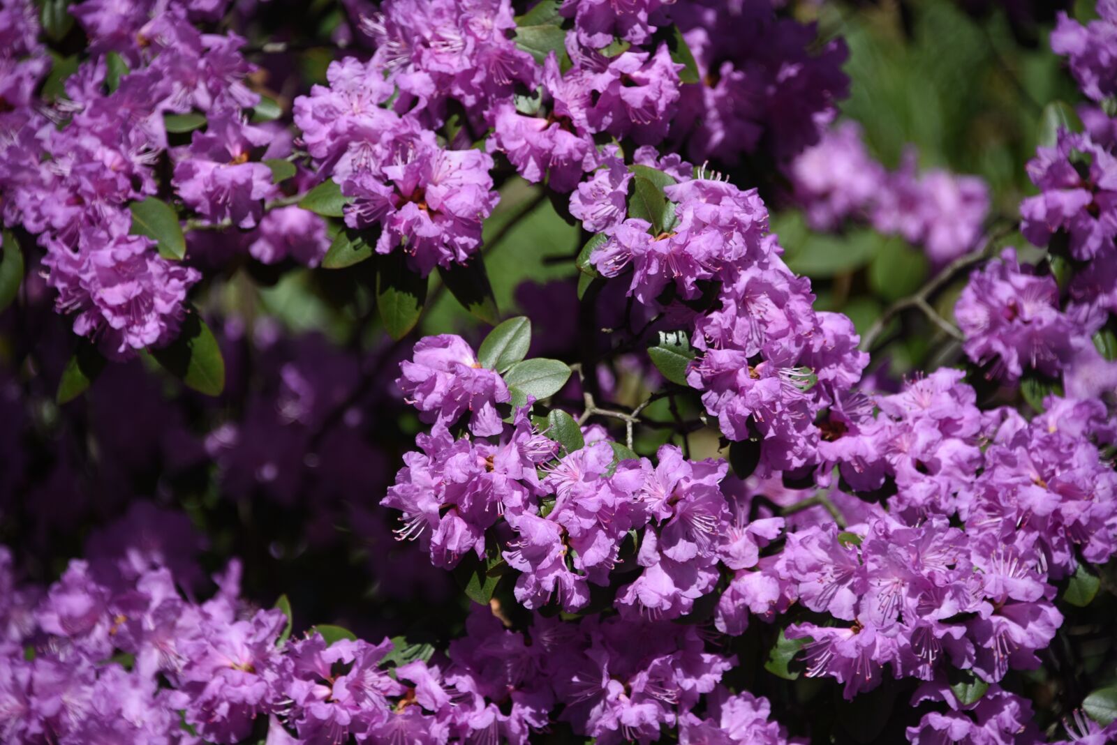 Nikon D750 sample photo. Pink flower, bush, blossom photography