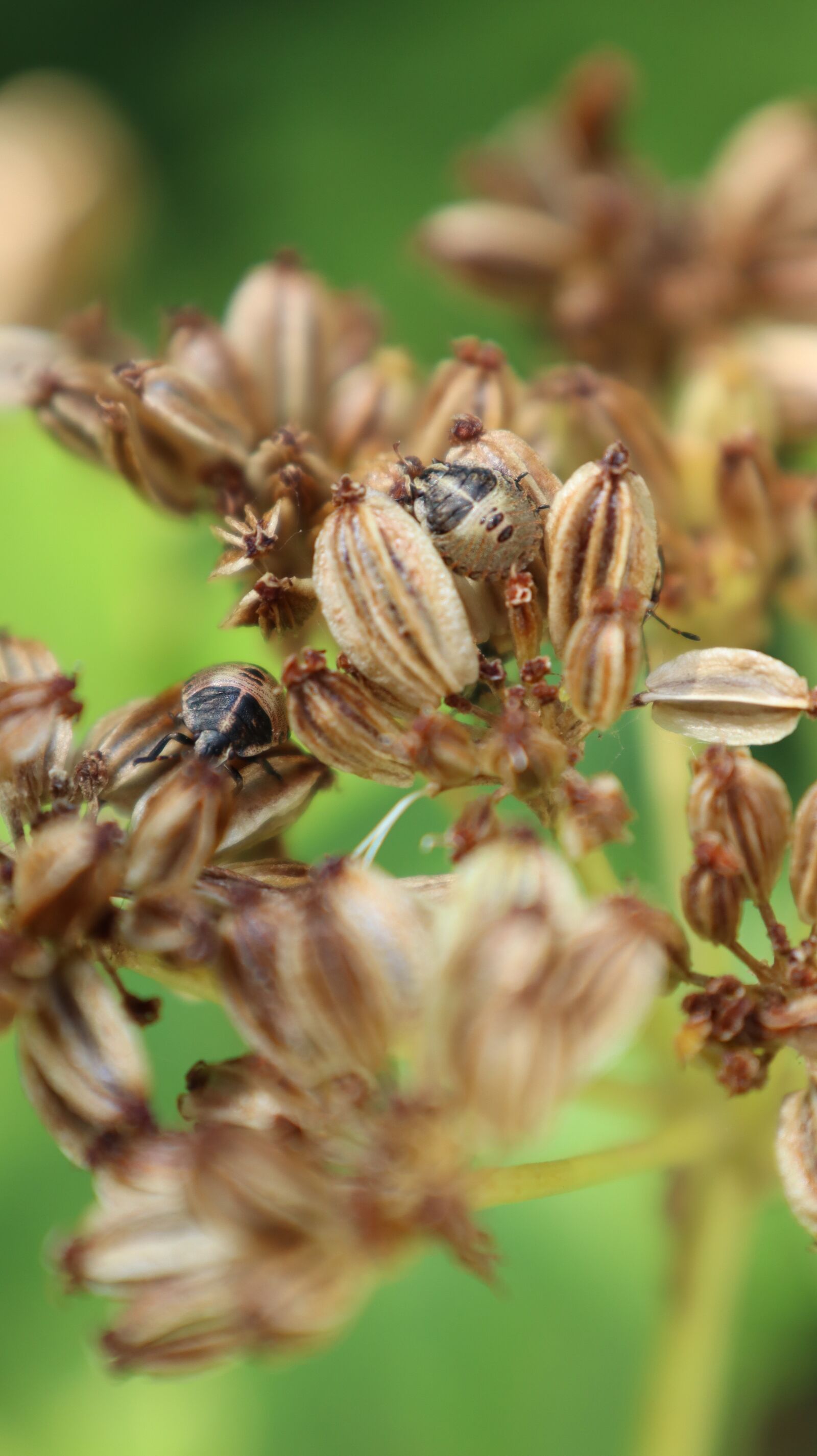 Canon EOS M50 (EOS Kiss M) sample photo. Nature, insect, pollen photography