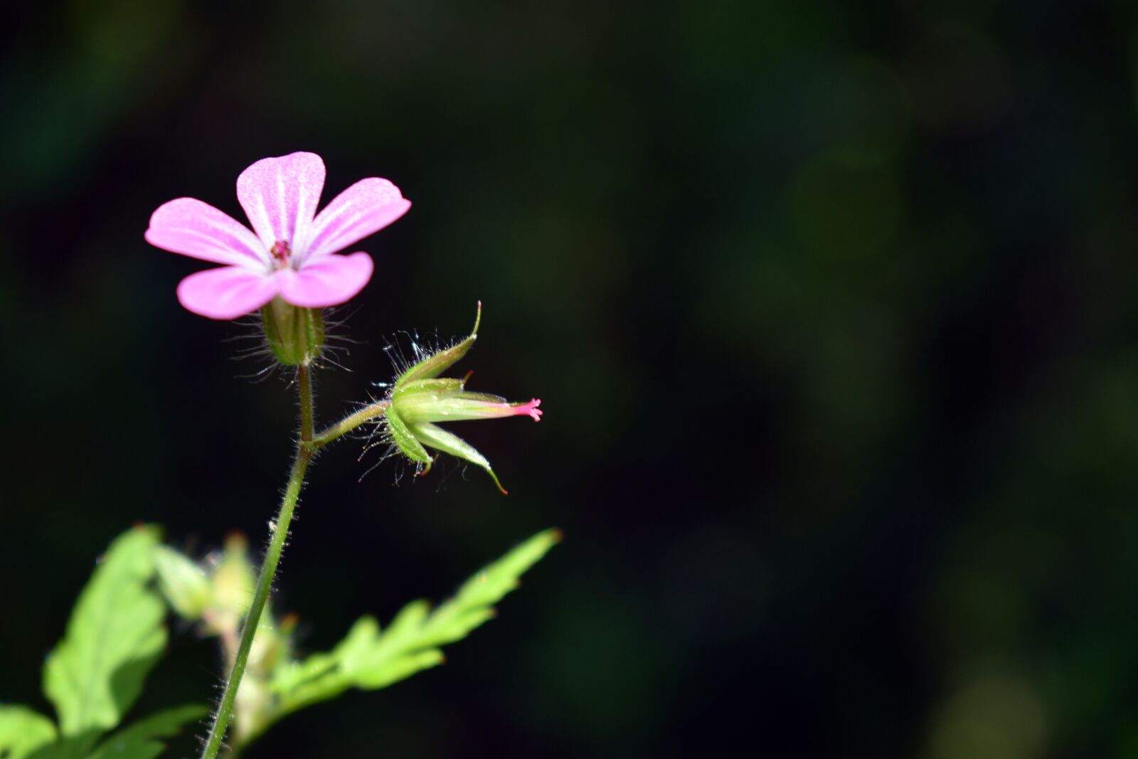 Nikon D3400 sample photo. Flower, spring, flowers photography