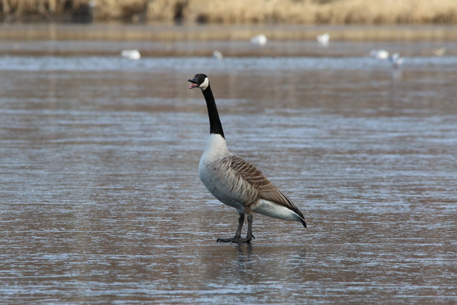 Canon EOS 7D Mark II sample photo. Canada goose, the birds photography