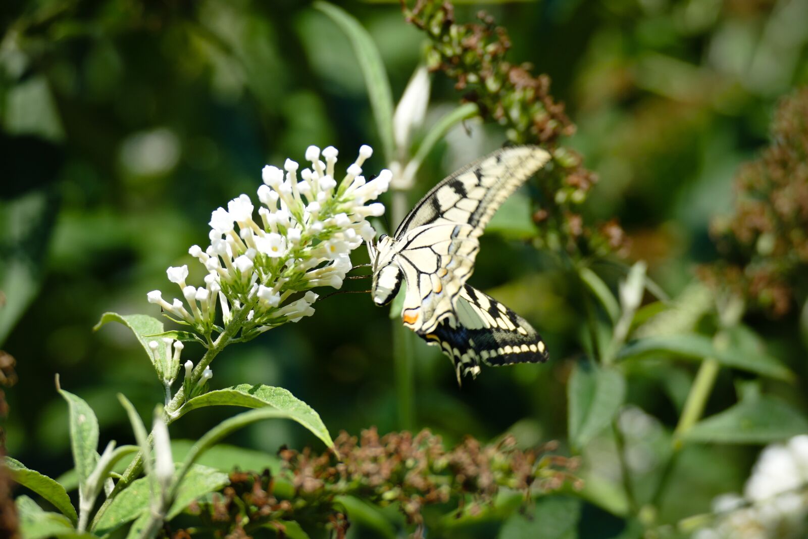 Panasonic Lumix DMC-FZ1000 sample photo. Butterfly, summer lilac, summer photography