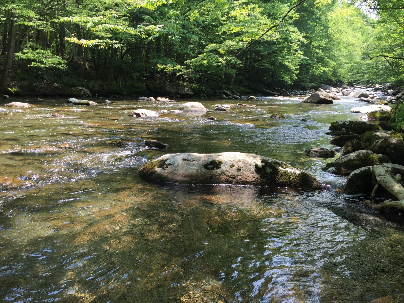 Apple iPhone 6 sample photo. Stream, river, nature photography
