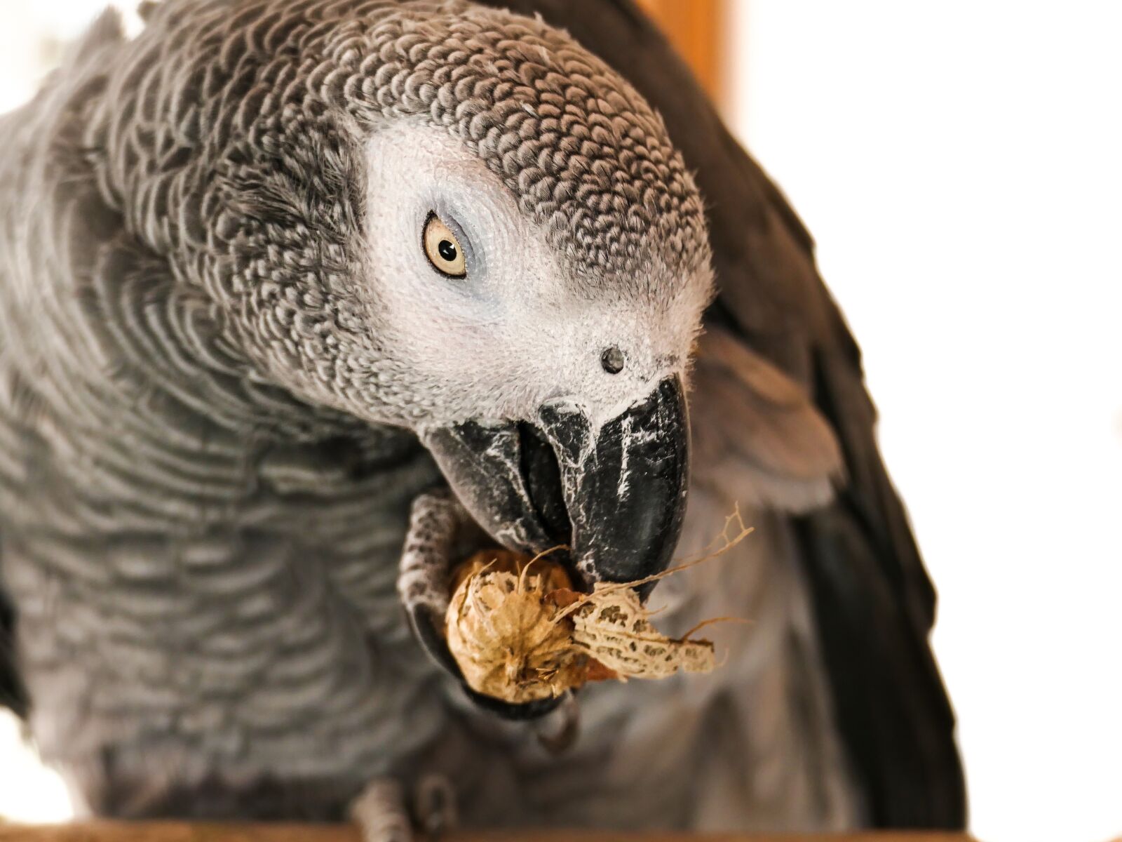 Panasonic Lumix DMC-FZ1000 sample photo. African grey parrot, nut photography