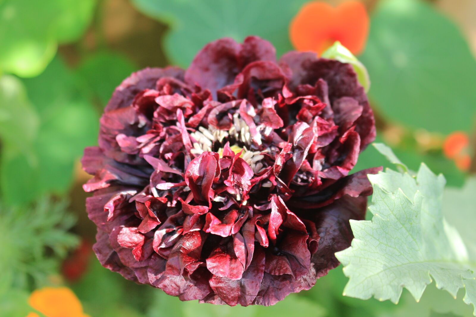 Canon EOS 700D (EOS Rebel T5i / EOS Kiss X7i) sample photo. Flower, floral, outdoors photography