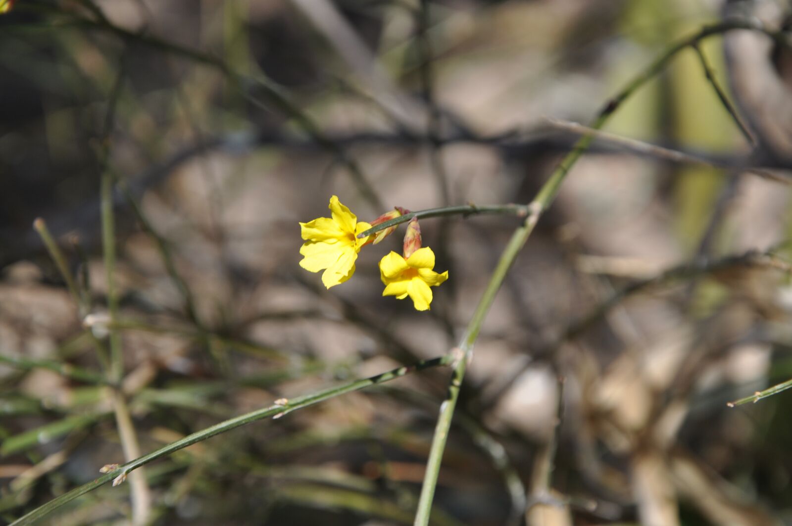 Nikon D90 sample photo. Spring, natural, color photography