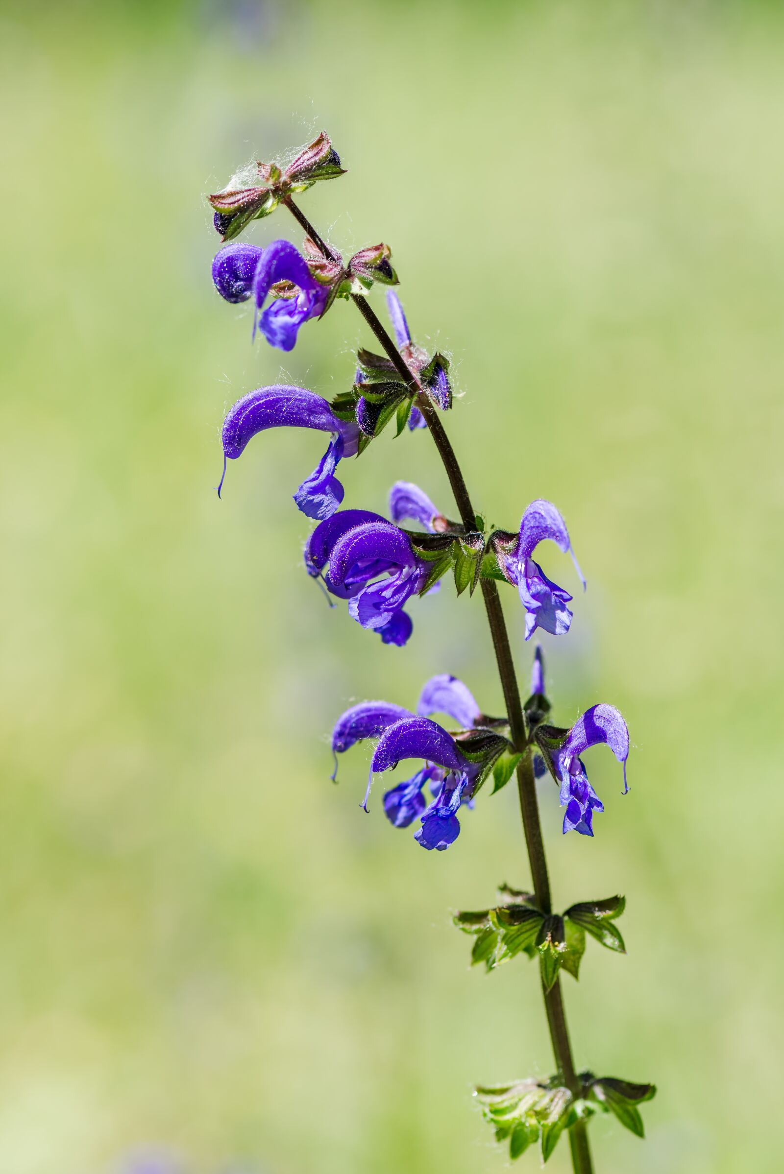 Nikon D800 sample photo. Common sage, meadow sage photography