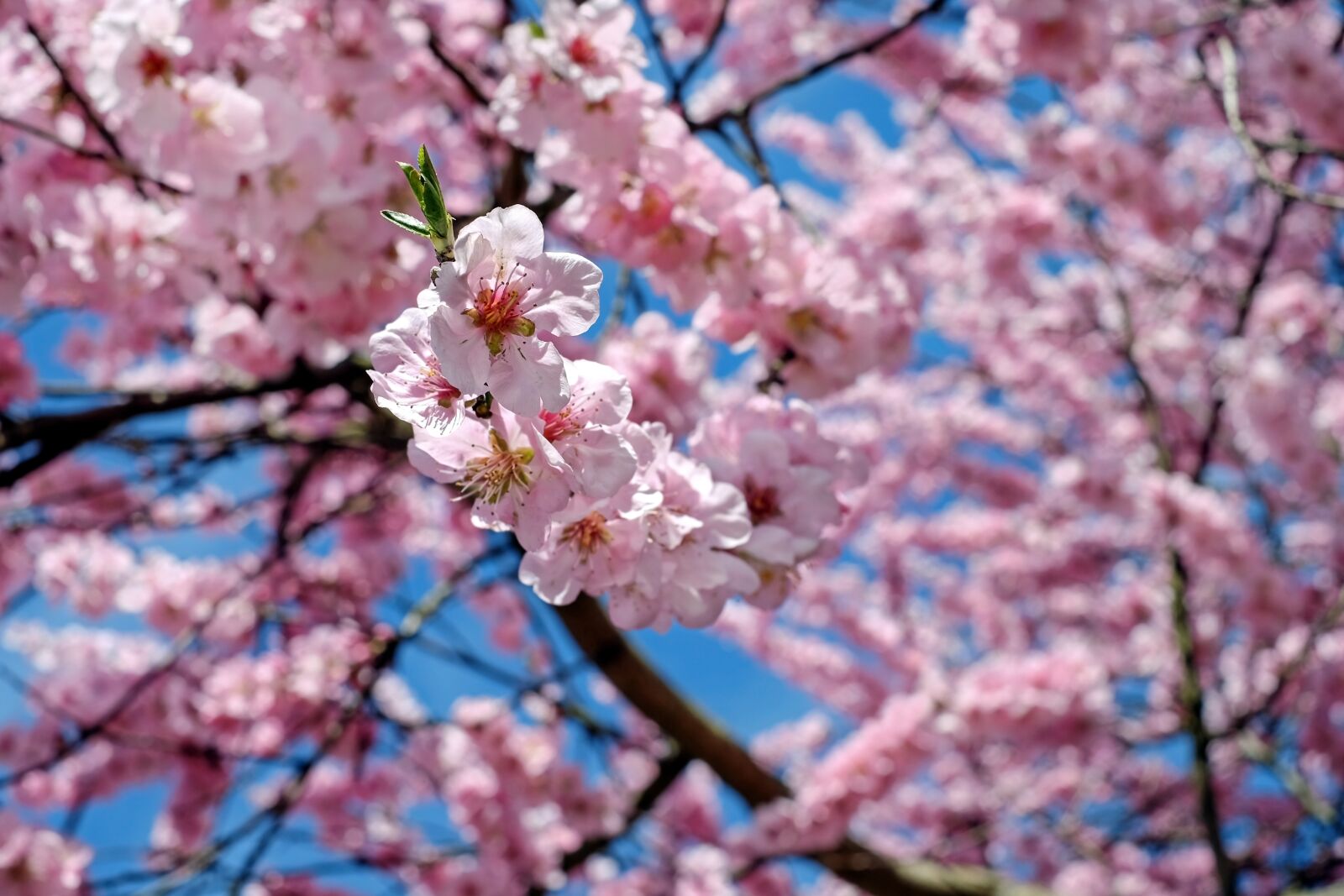 Fujifilm XF 35mm F1.4 R sample photo. Japanese cherry trees, flowers photography