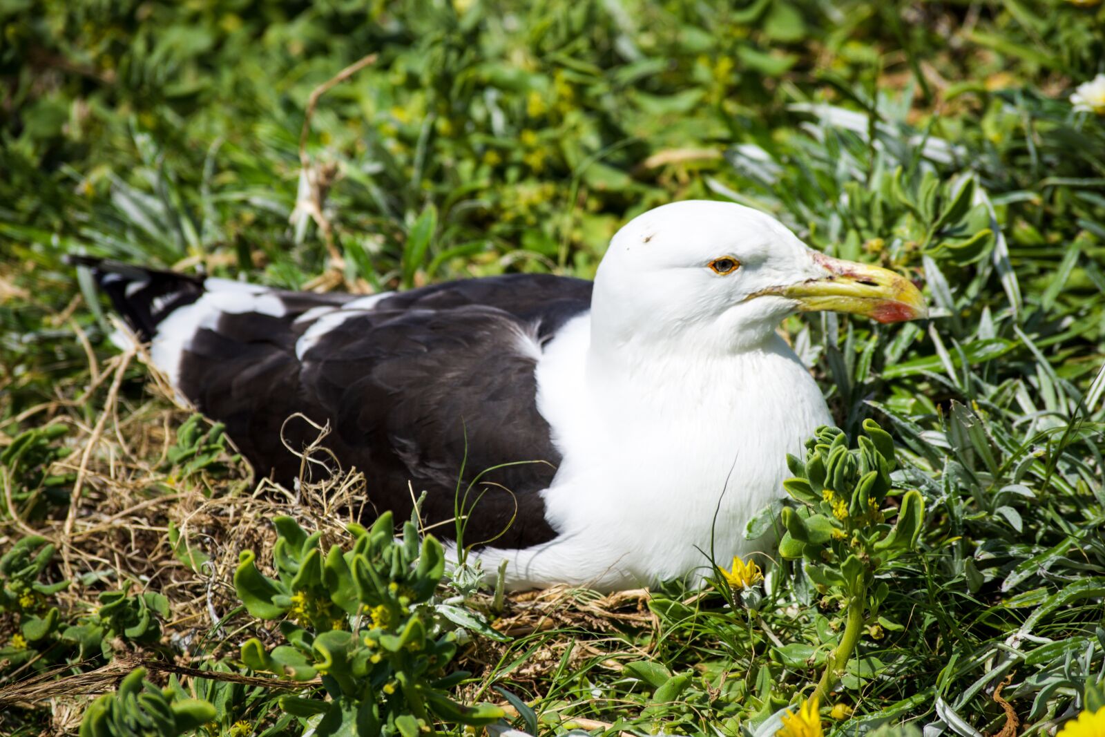 Nikon D5500 sample photo. Nature, bird, wildlife photography