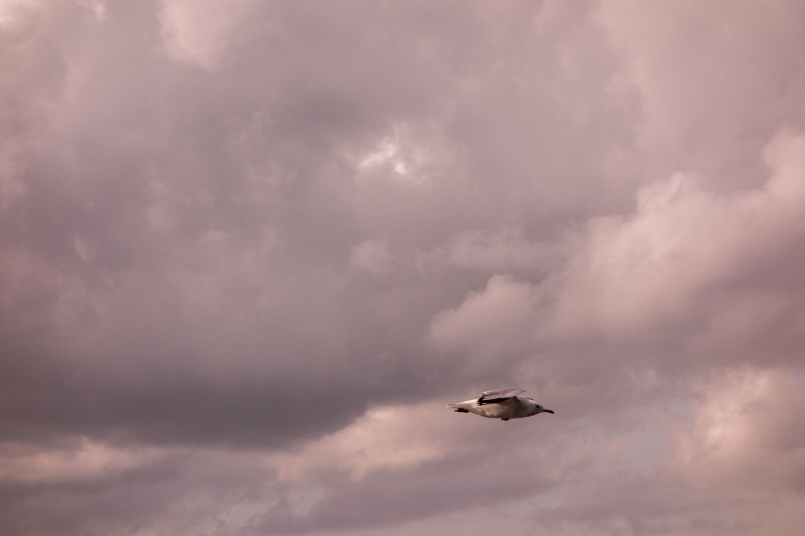 Sony Cyber-shot DSC-RX100 sample photo. Seagull, gliding, flight photography