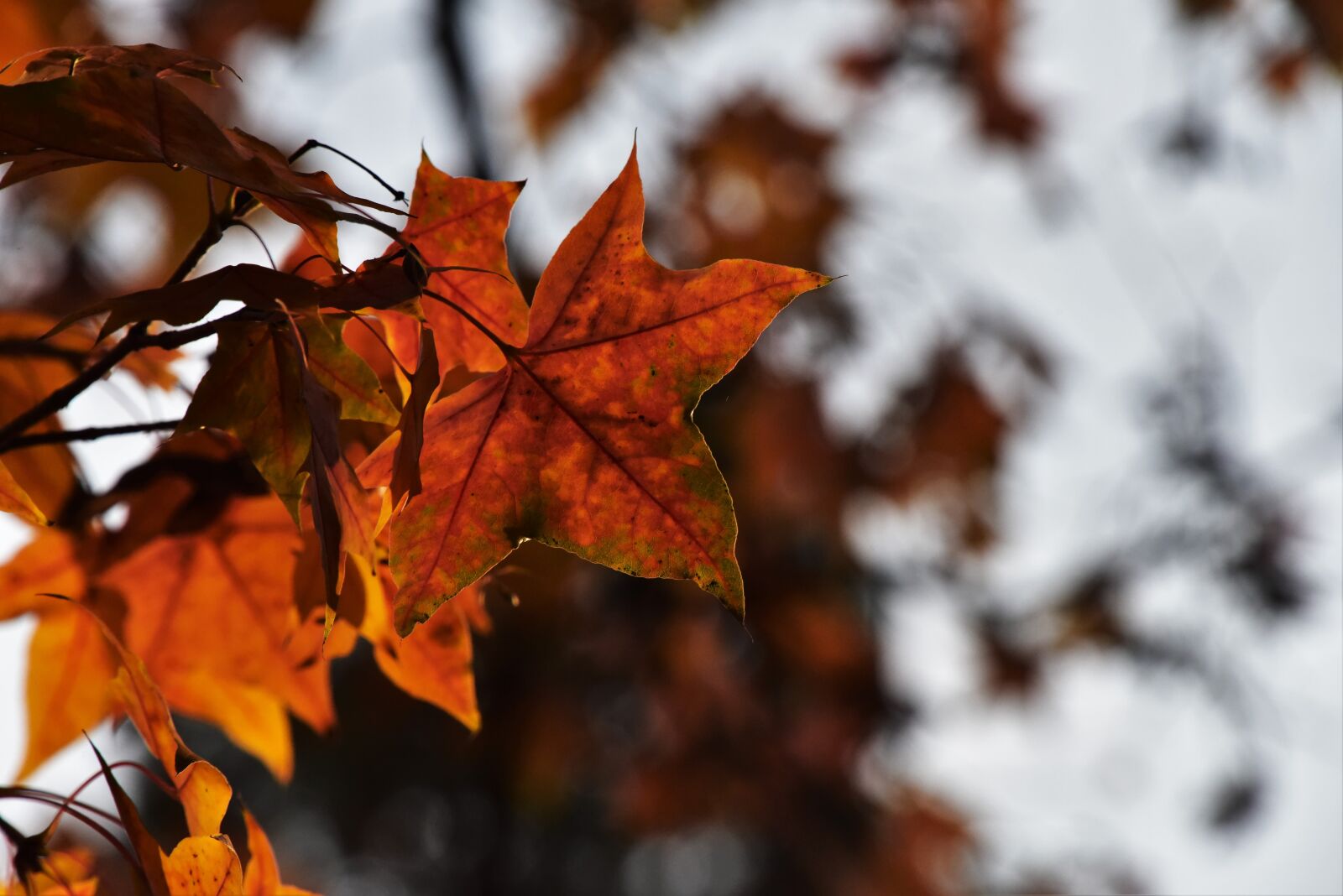 Nikon D810 sample photo. Red leaves, maple, light photography