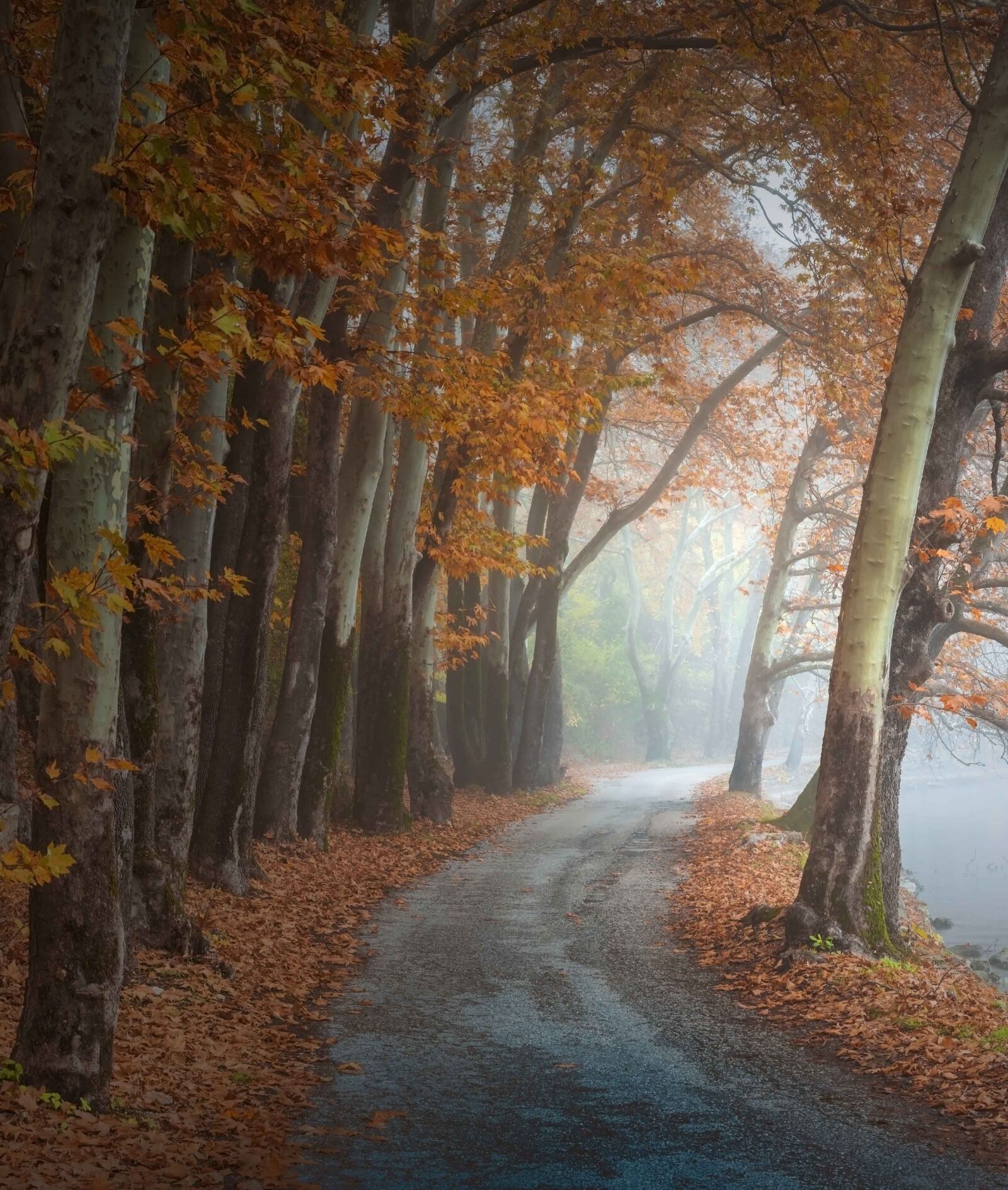 Tamron SP 24-70mm F2.8 Di VC USD sample photo. Trees, road, path photography