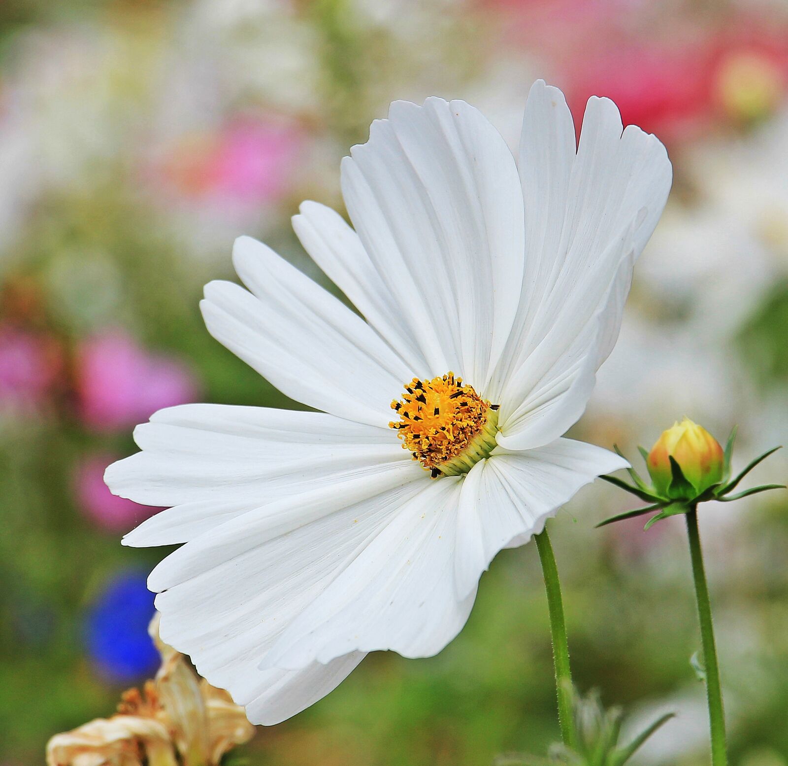 Canon EOS 550D (EOS Rebel T2i / EOS Kiss X4) sample photo. Cosmos, cosmea, tree daisy photography