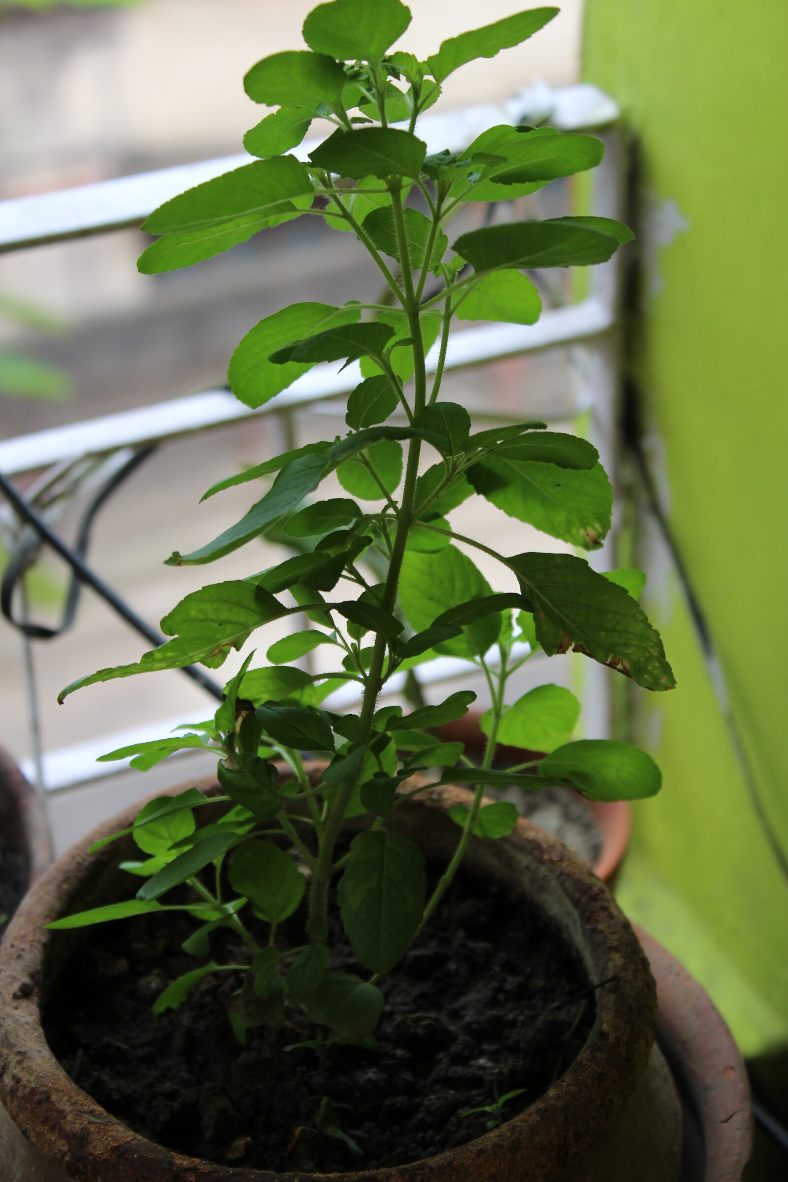 Canon EOS 700D (EOS Rebel T5i / EOS Kiss X7i) sample photo. Evergreen, plant, tree photography