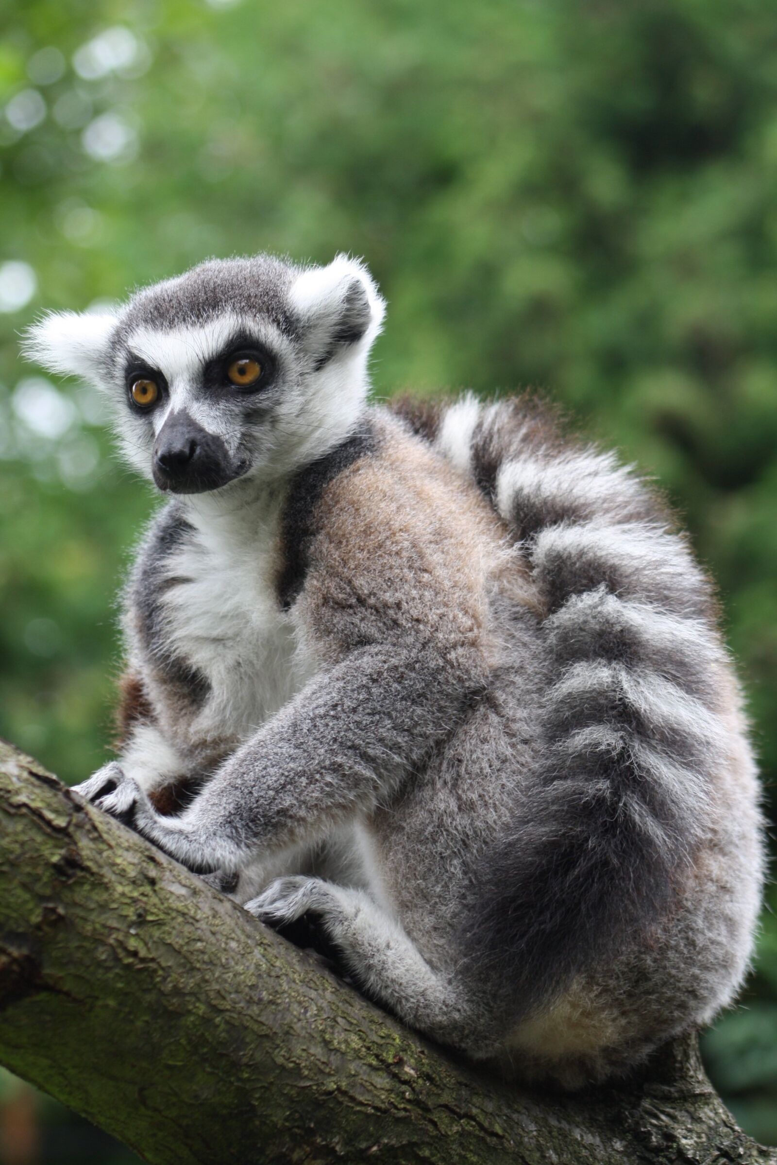 Canon EOS 1000D (EOS Digital Rebel XS / EOS Kiss F) sample photo. Ring tailed lemur, monkey photography