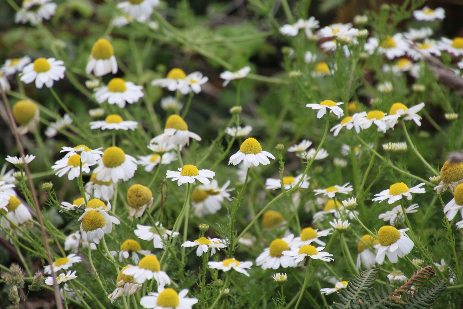 Canon EOS 1200D (EOS Rebel T5 / EOS Kiss X70 / EOS Hi) sample photo. Meadow, summer, yellow photography