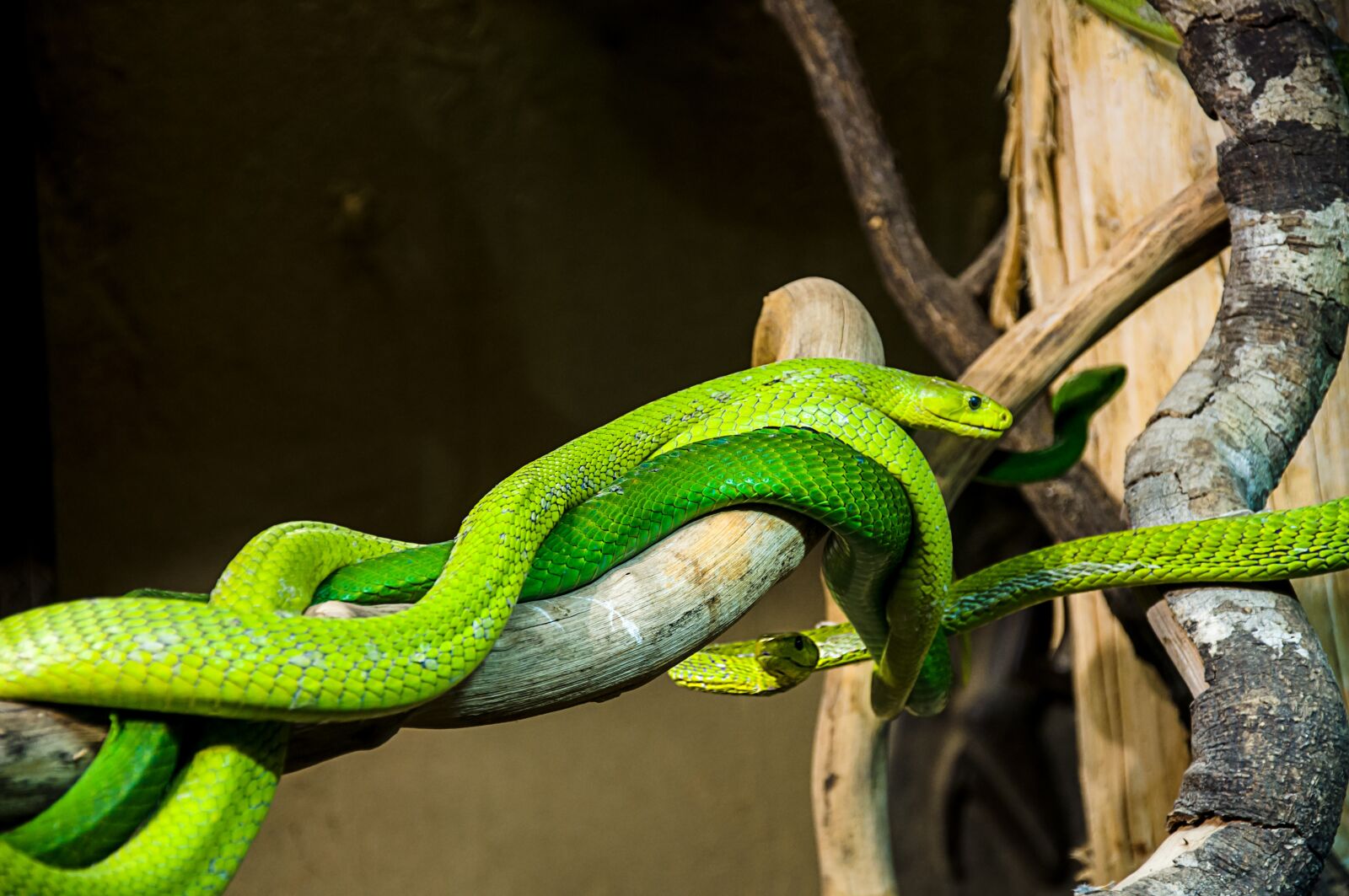 Nikon D90 sample photo. Snake, nature, green photography