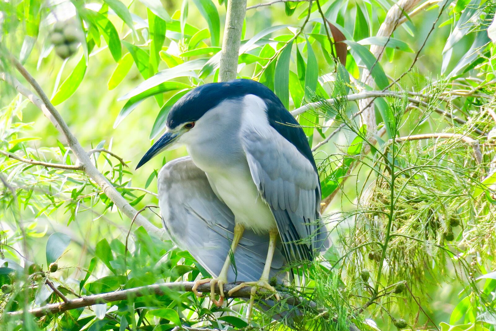 Canon PowerShot G3 X sample photo. Nature, bird, outdoor photography