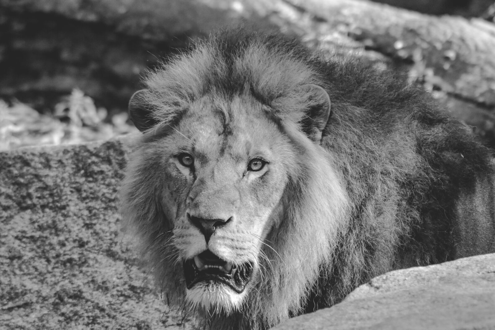 Nikon D7200 sample photo. Lion, animal, male photography