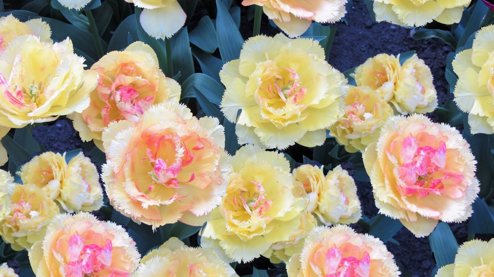Canon PowerShot SX220 HS sample photo. Romantic, tulips, pink photography